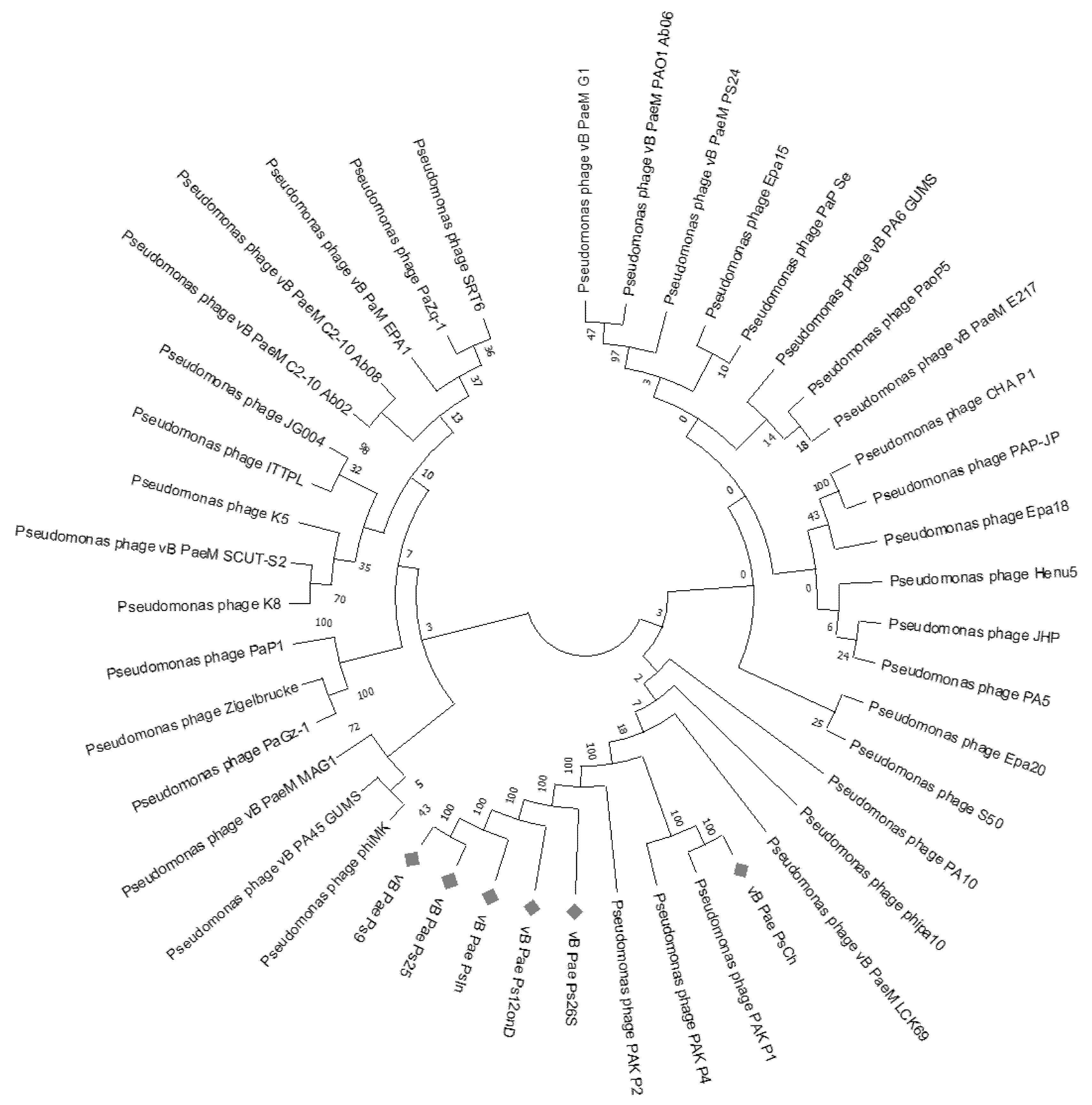 Viruses 14 02339 g001 Viruses 14 02339 g001