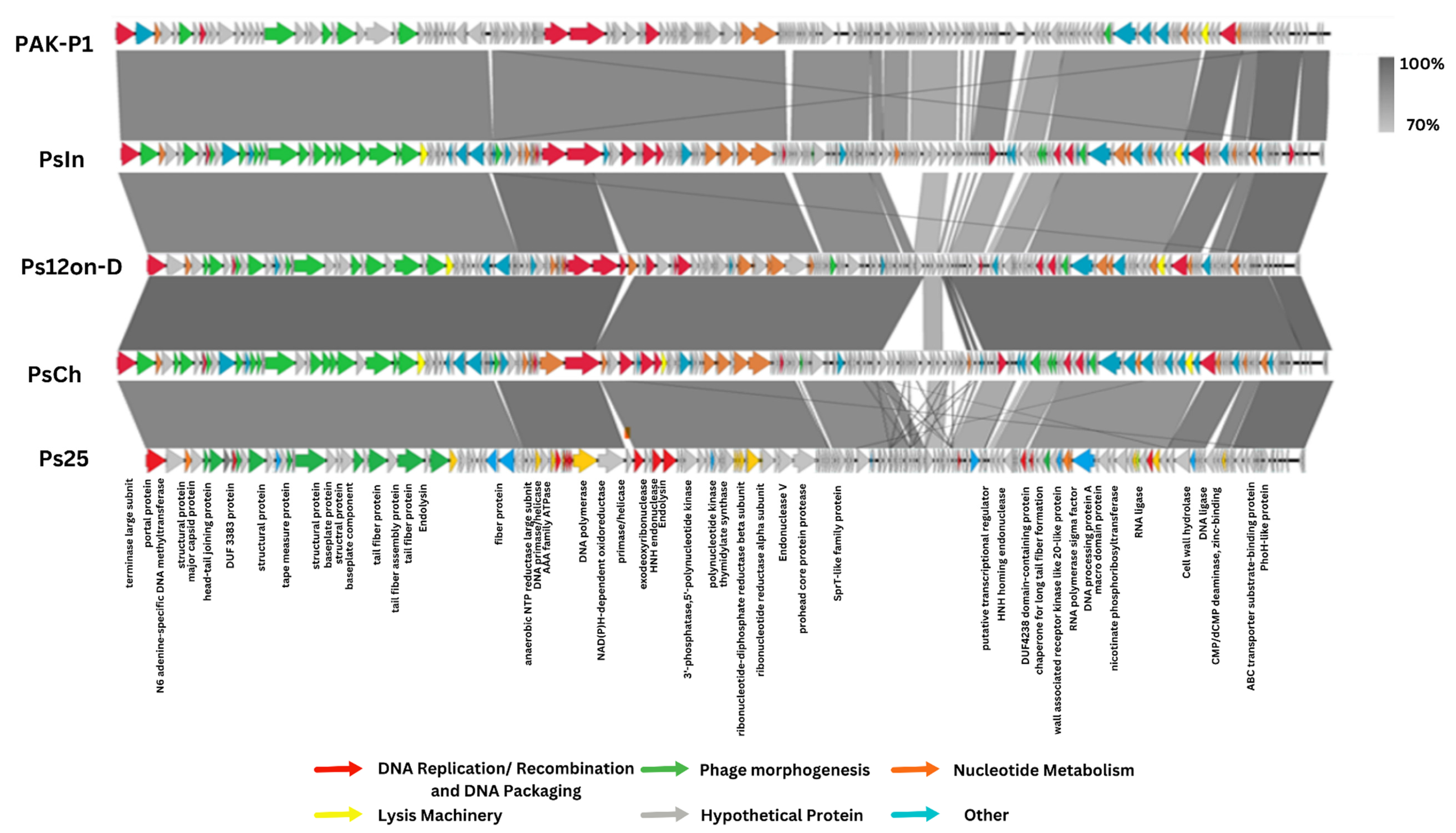 Viruses 14 02339 g002 Viruses 14 02339 g002