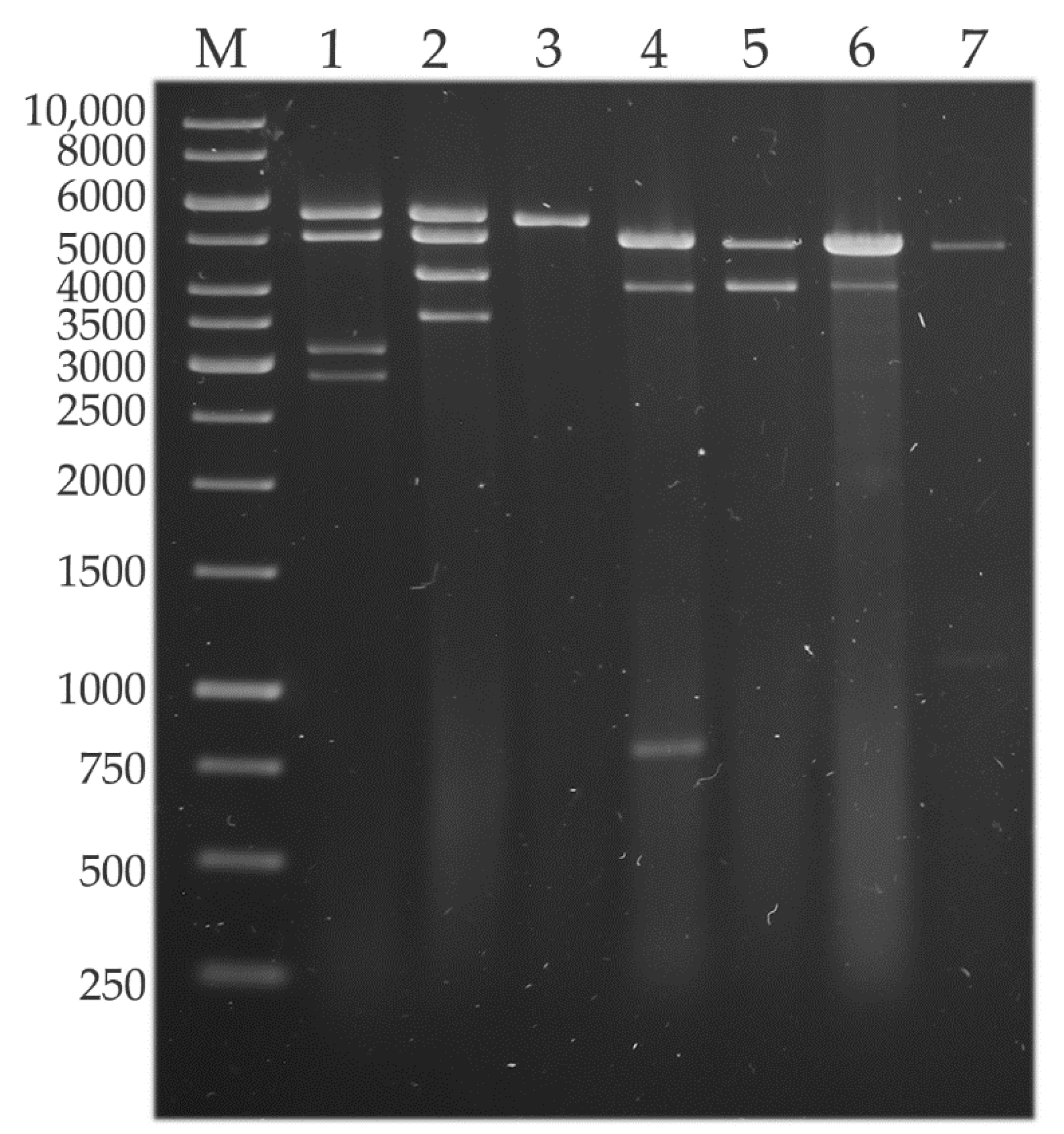 Viruses 14 02343 g001 Viruses 14 02343 g001