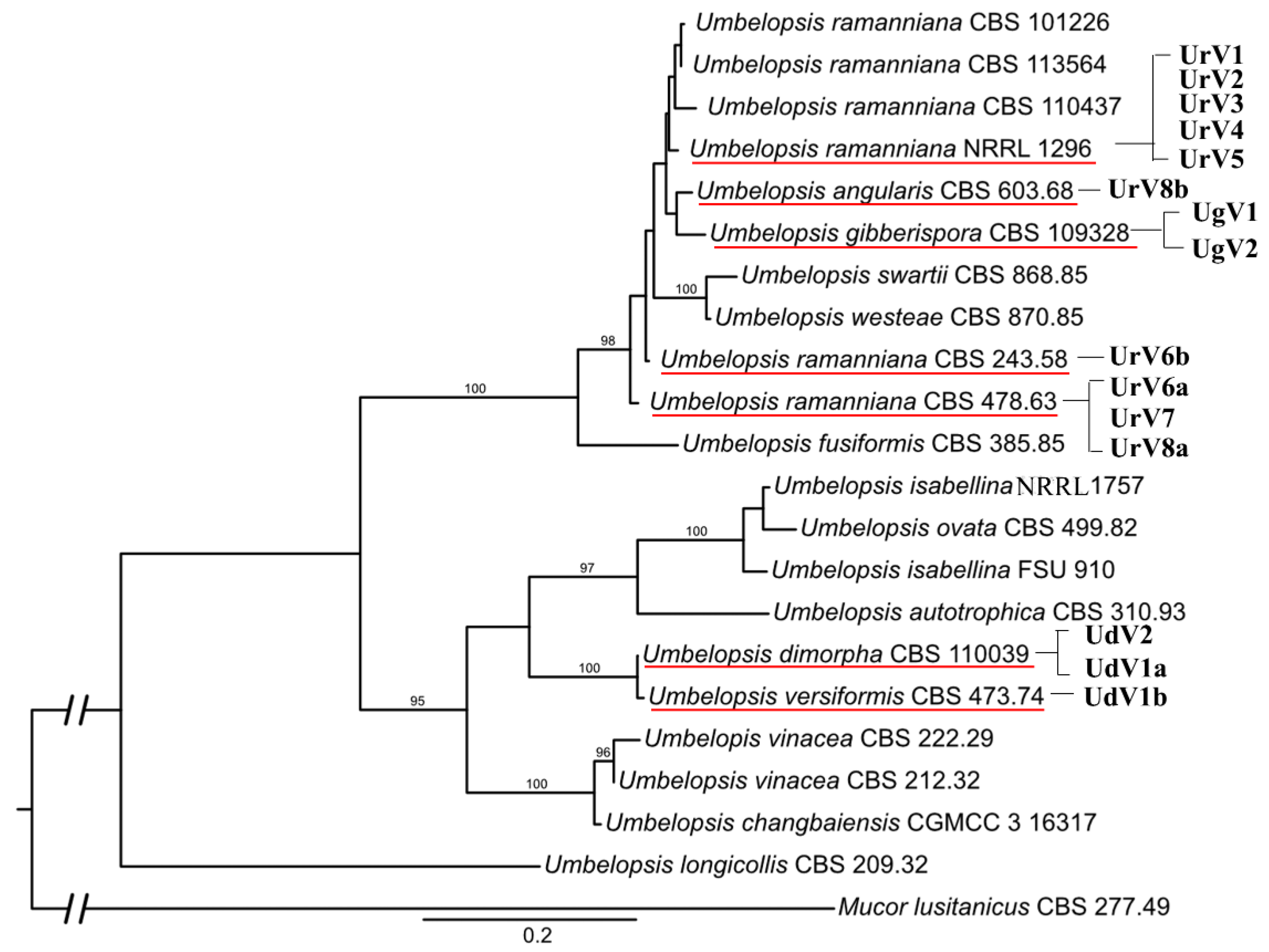 Viruses 14 02343 g006 Viruses 14 02343 g006