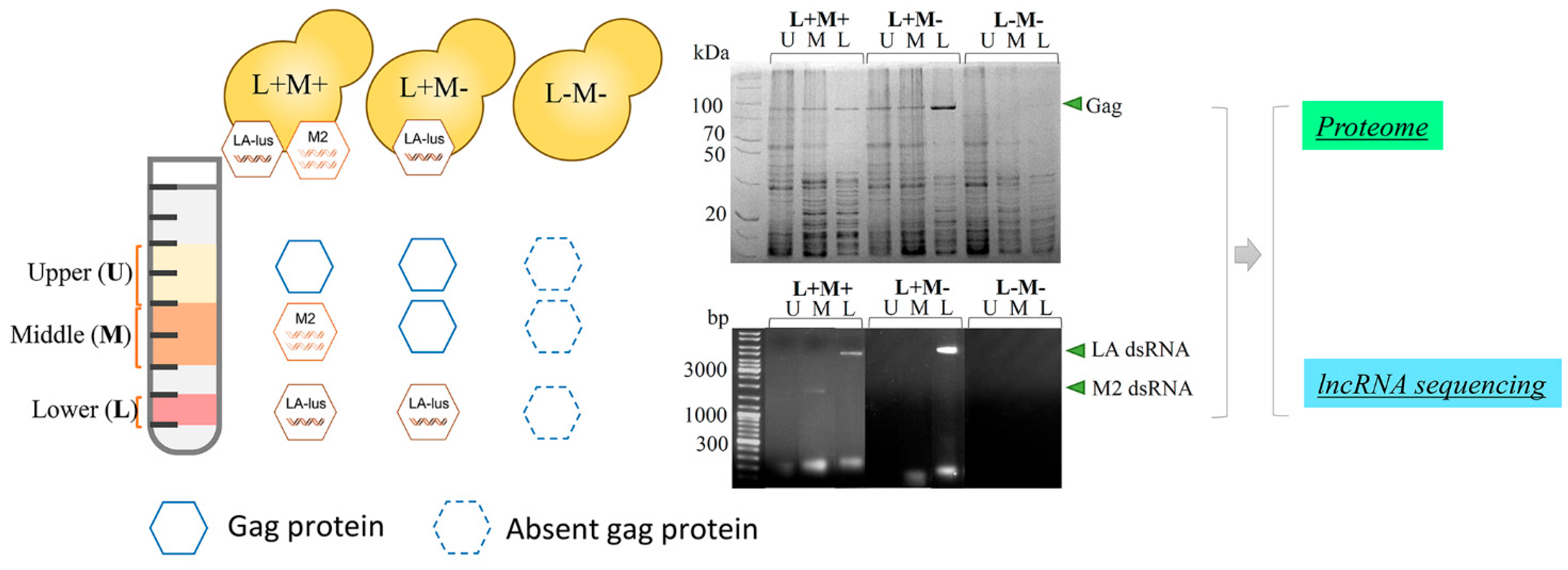 Viruses 14 02345 g001