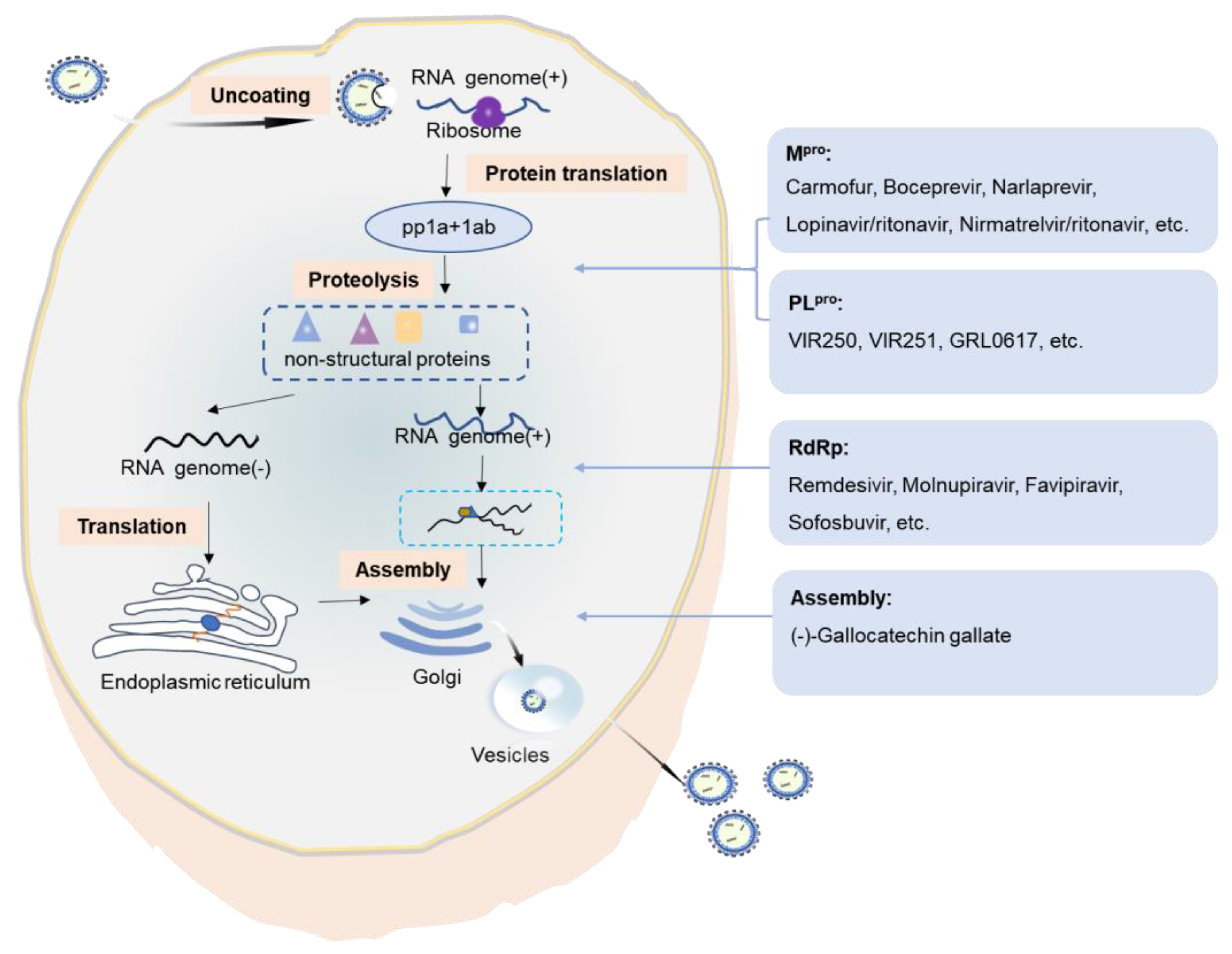 Viruses 14 02346 g004 Viruses 14 02346 g004