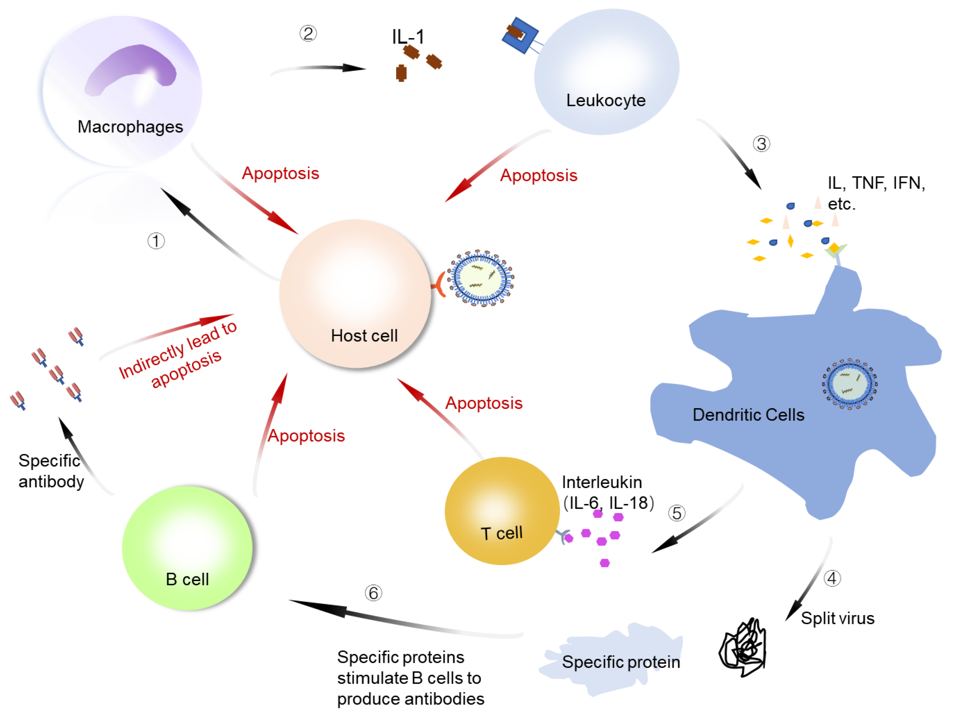 Viruses 14 02346 g005 Viruses 14 02346 g005