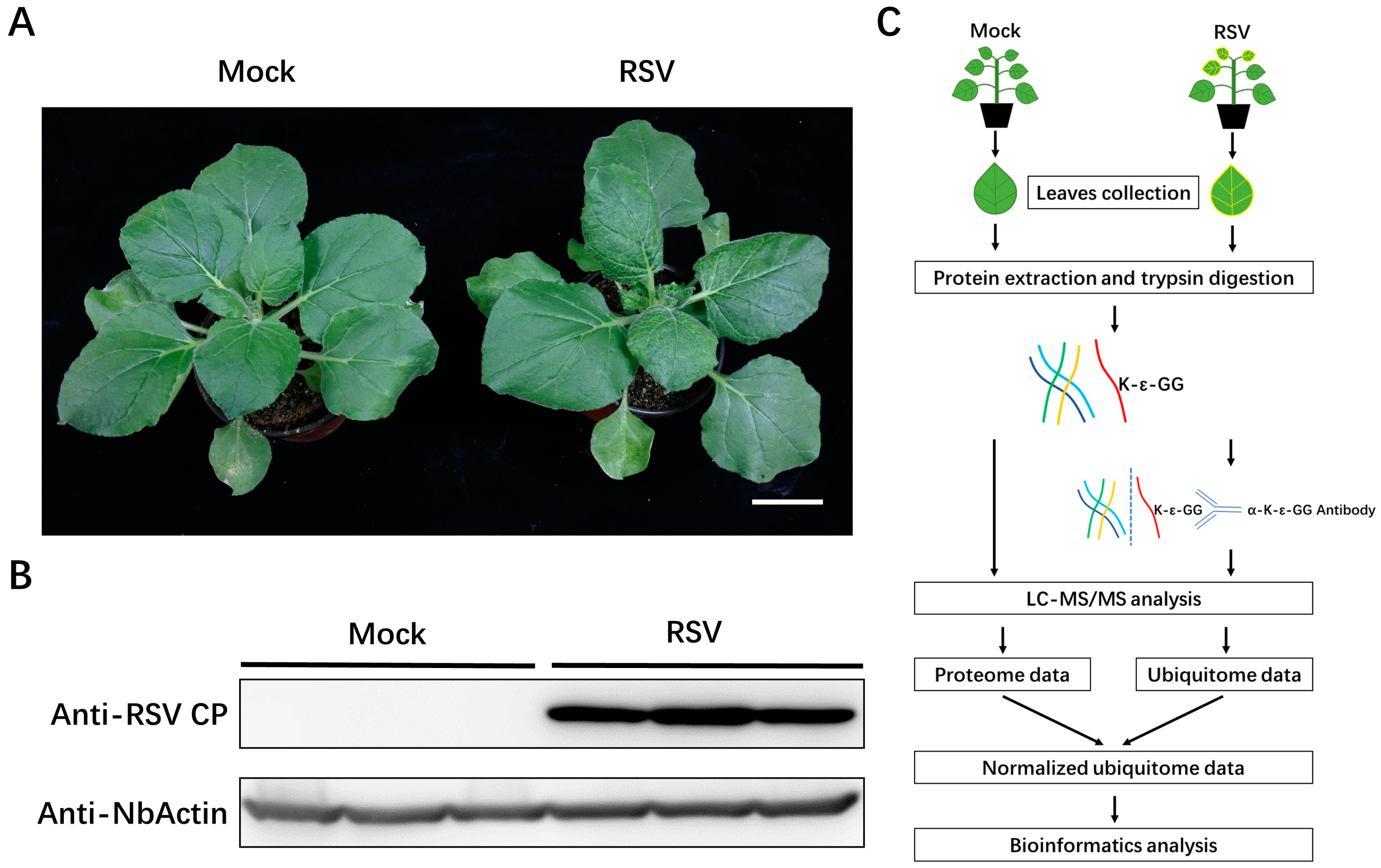 Viruses 14 02349 g001 Viruses 14 02349 g001