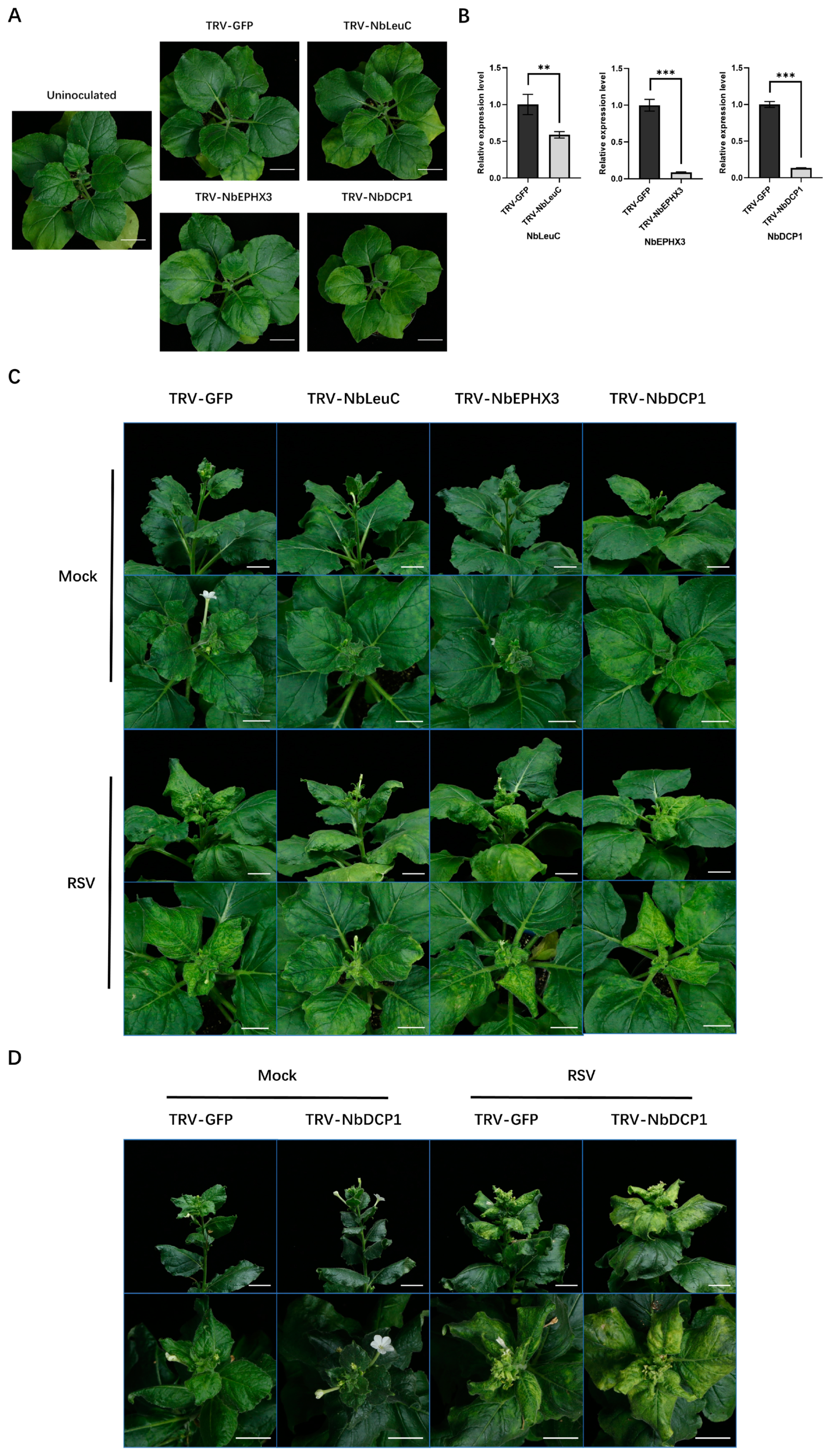 Viruses 14 02349 g005 Viruses 14 02349 g005