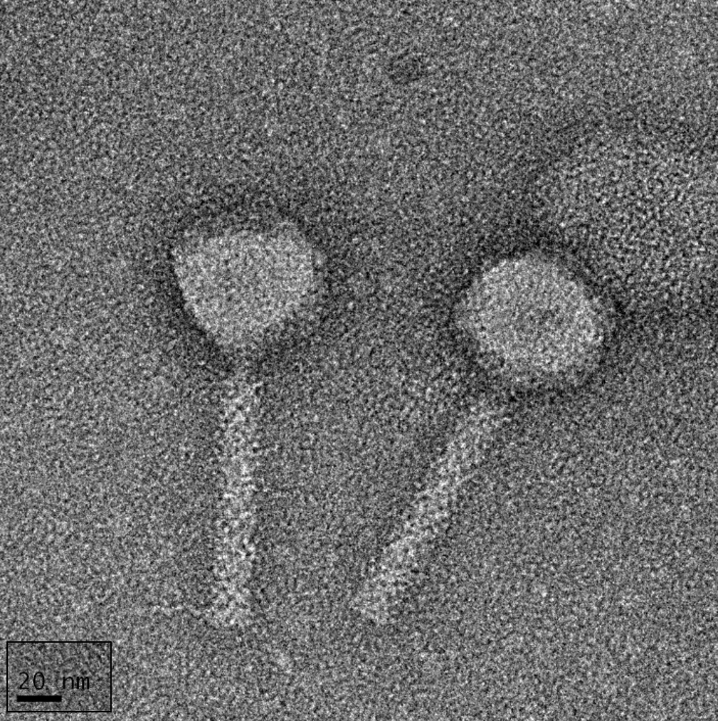 Viruses 14 02356 g001 Viruses 14 02356 g001