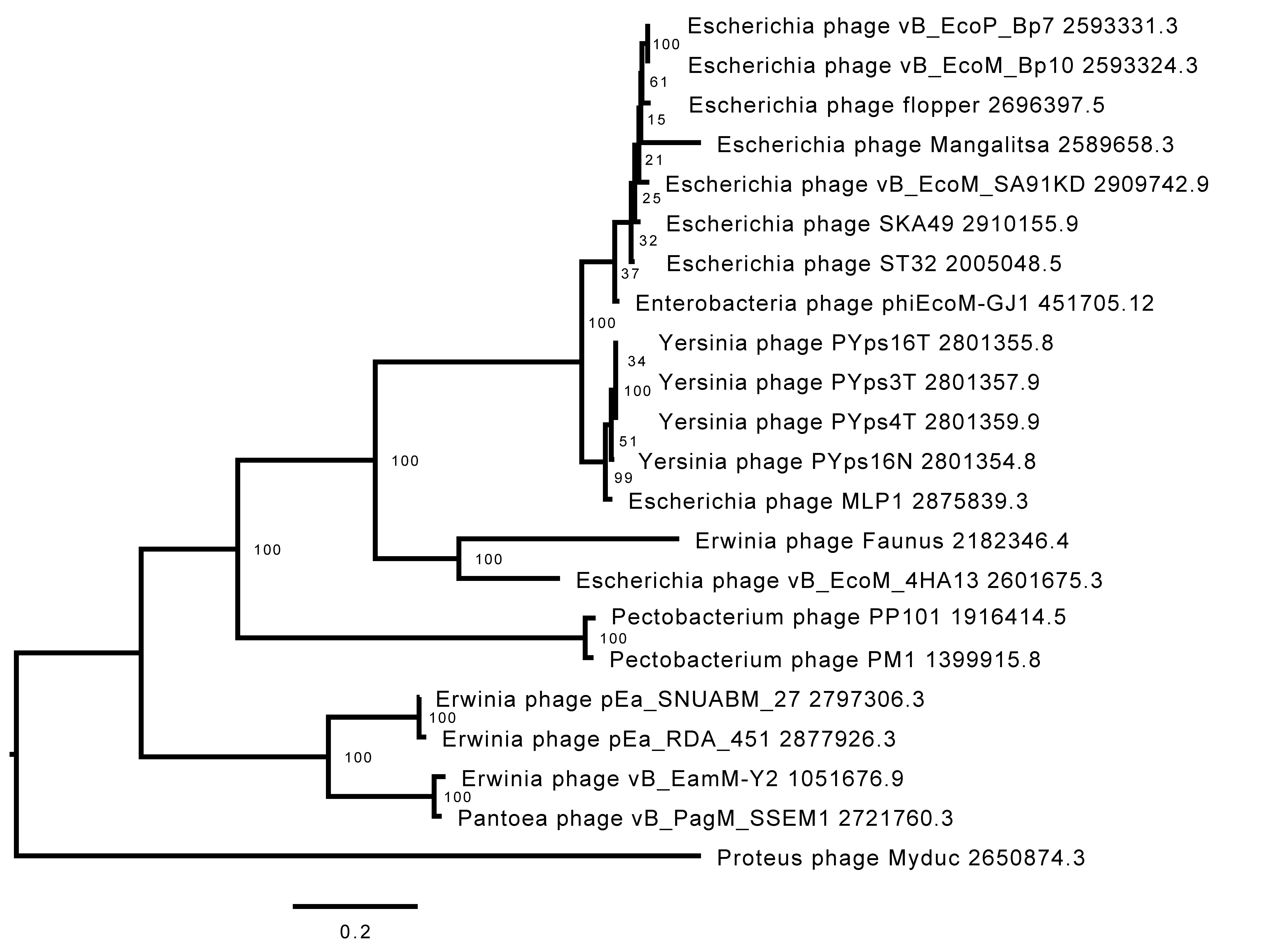 Viruses 14 02356 g006 Viruses 14 02356 g006