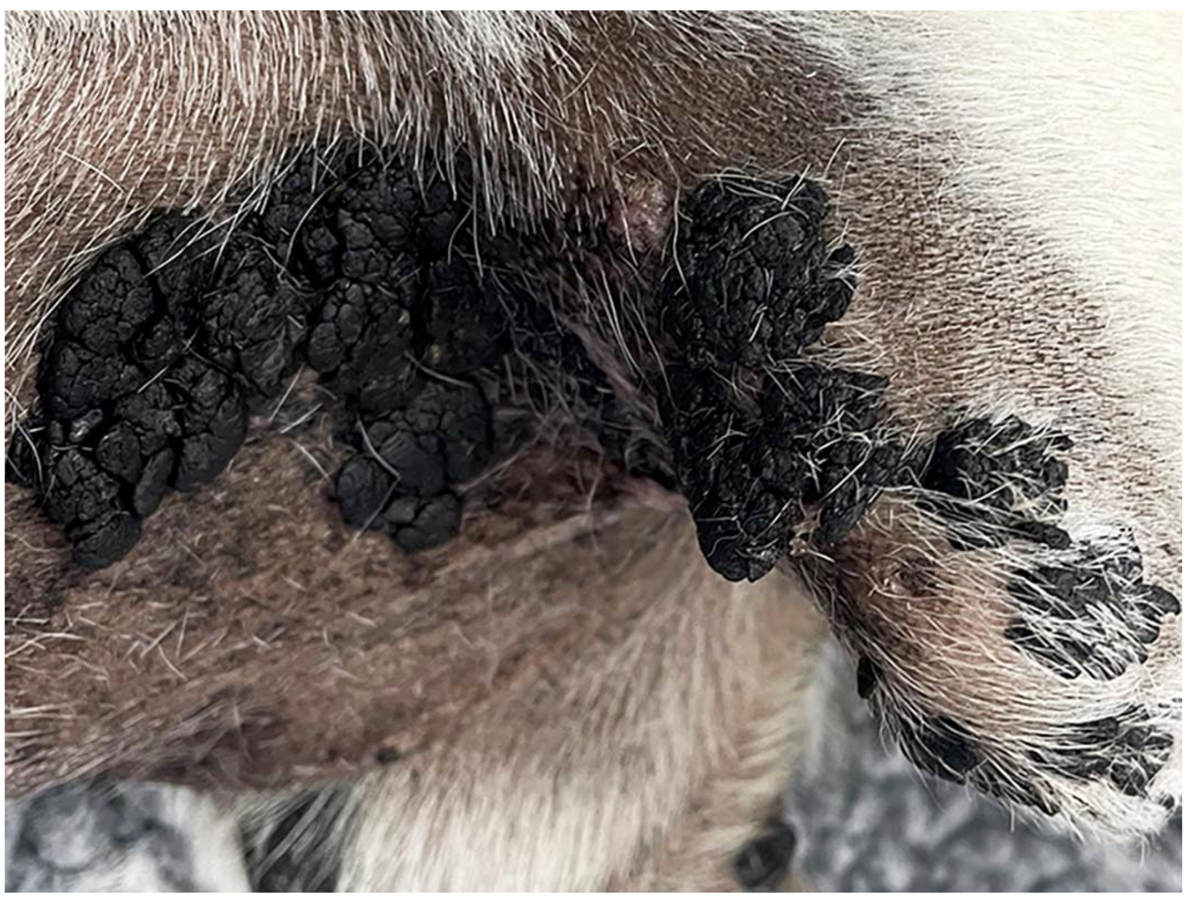 Viruses 14 02357 g001 Viruses 14 02357 g001