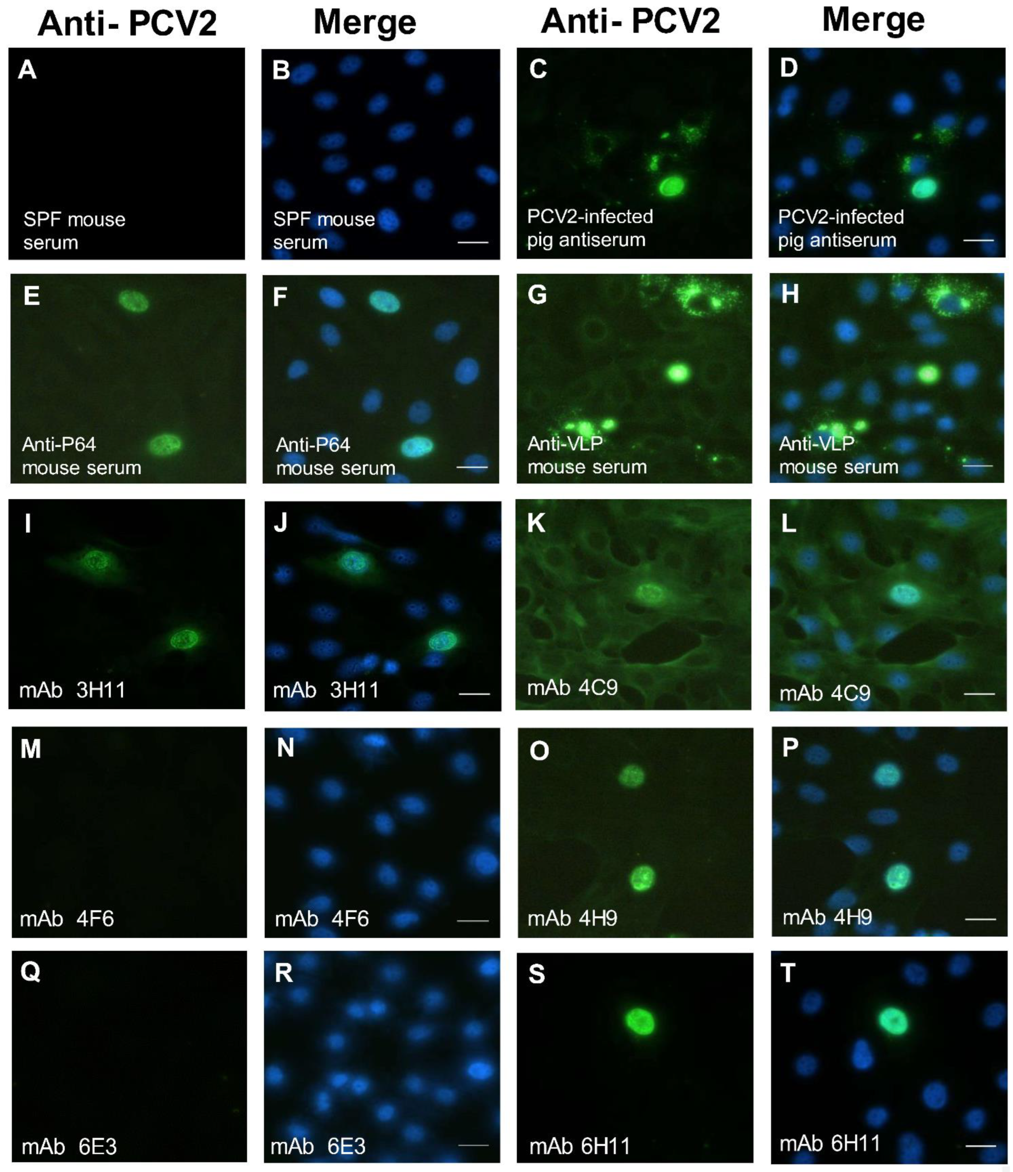 Viruses 14 02373 g002 Viruses 14 02373 g002