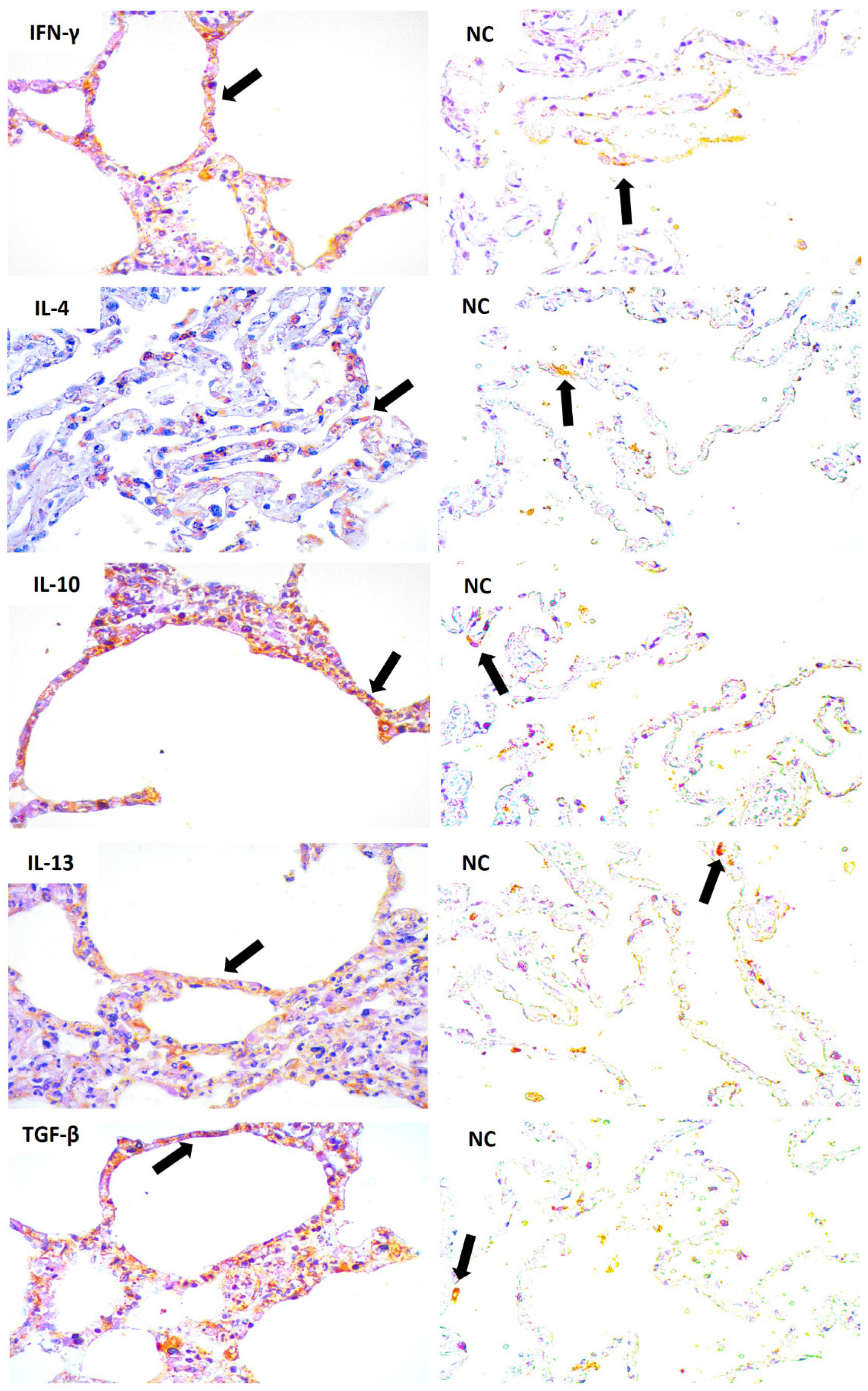 Viruses 14 02379 g004