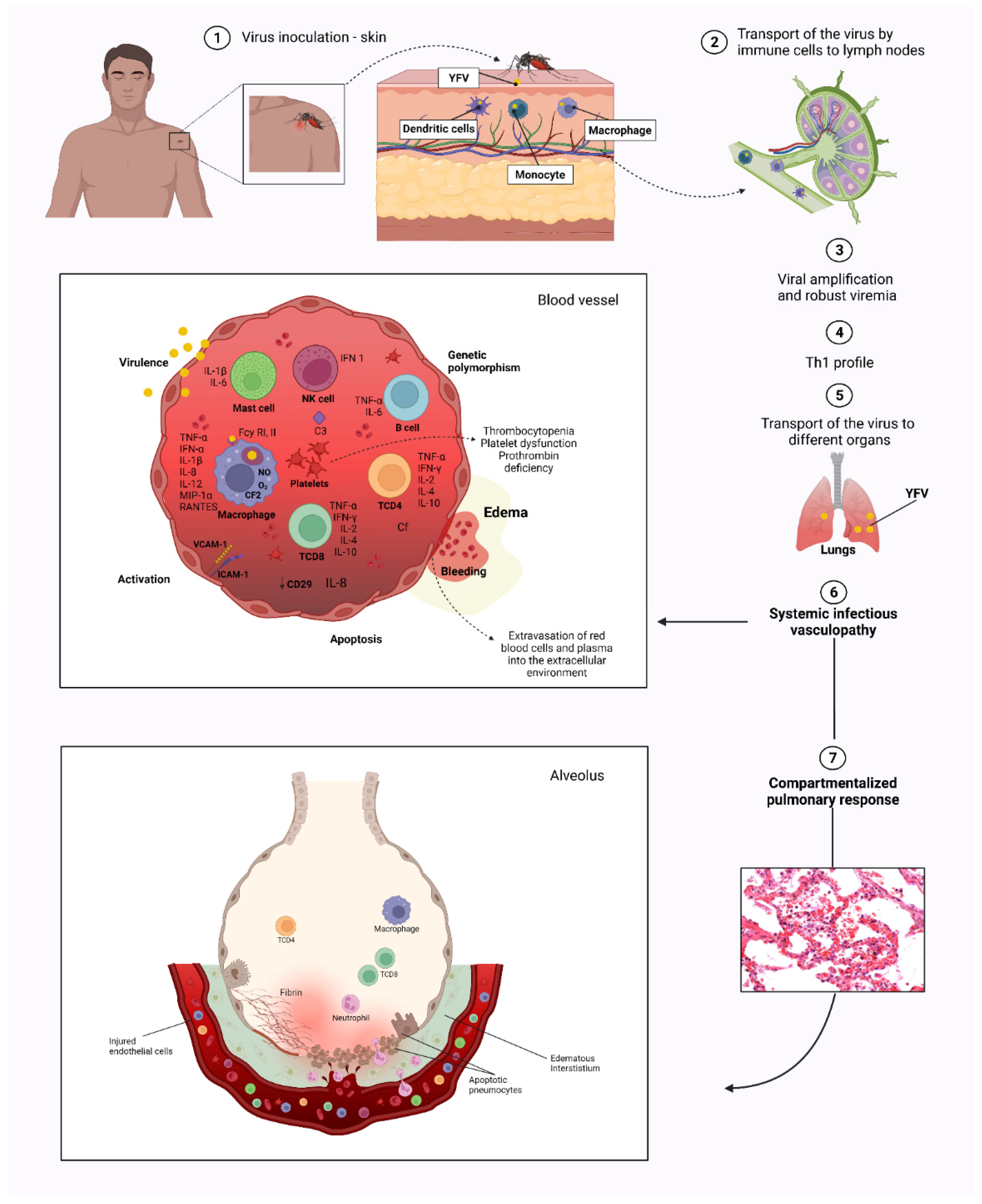 Viruses 14 02379 g006