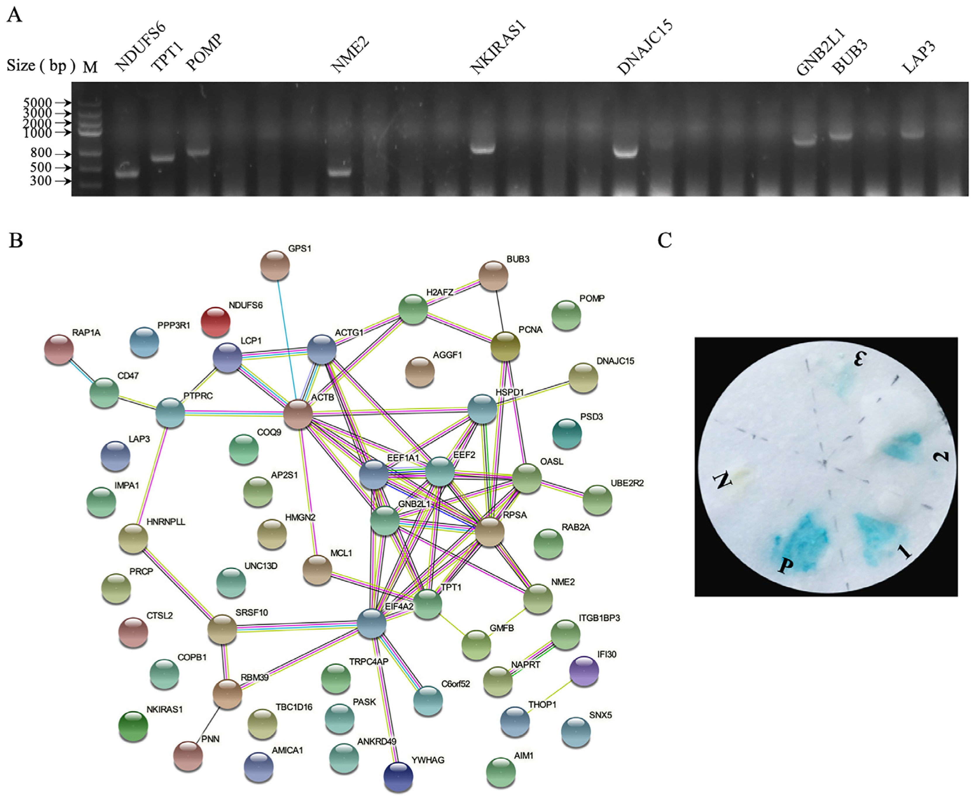 Viruses 14 02385 g002