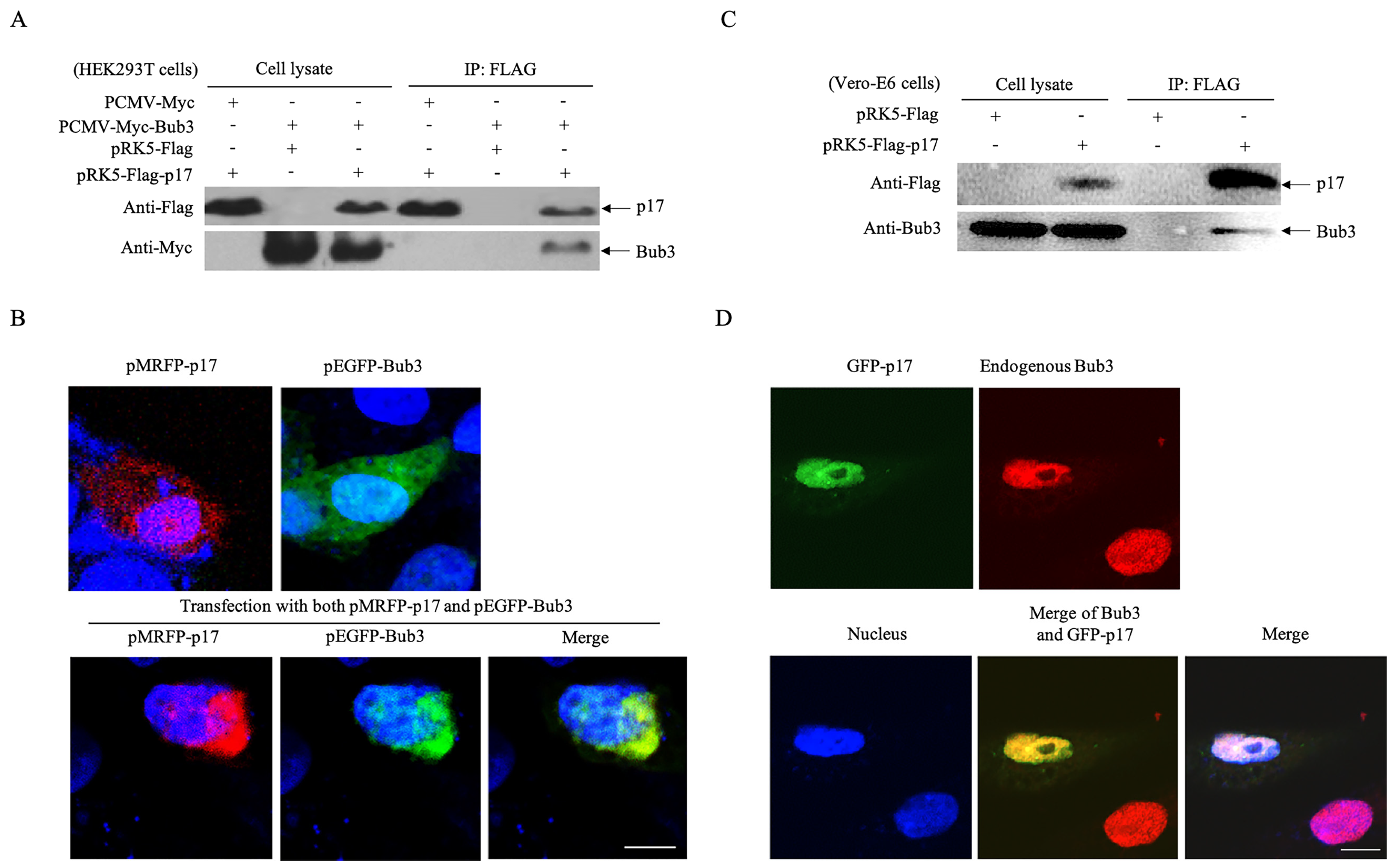 Viruses 14 02385 g003