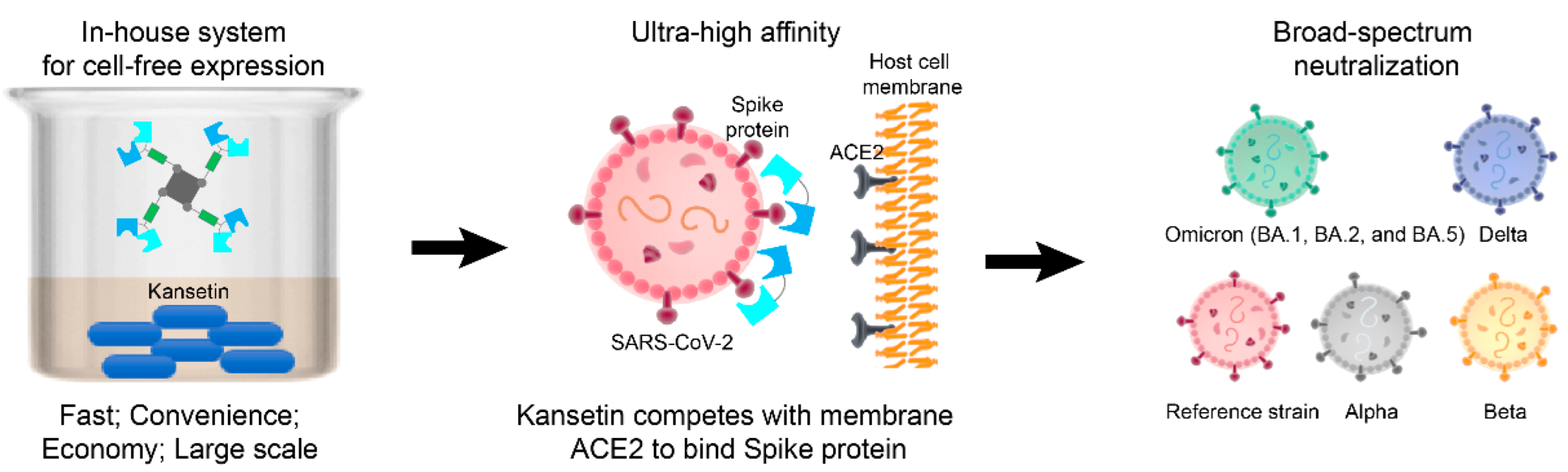 Viruses 14 02387 g003