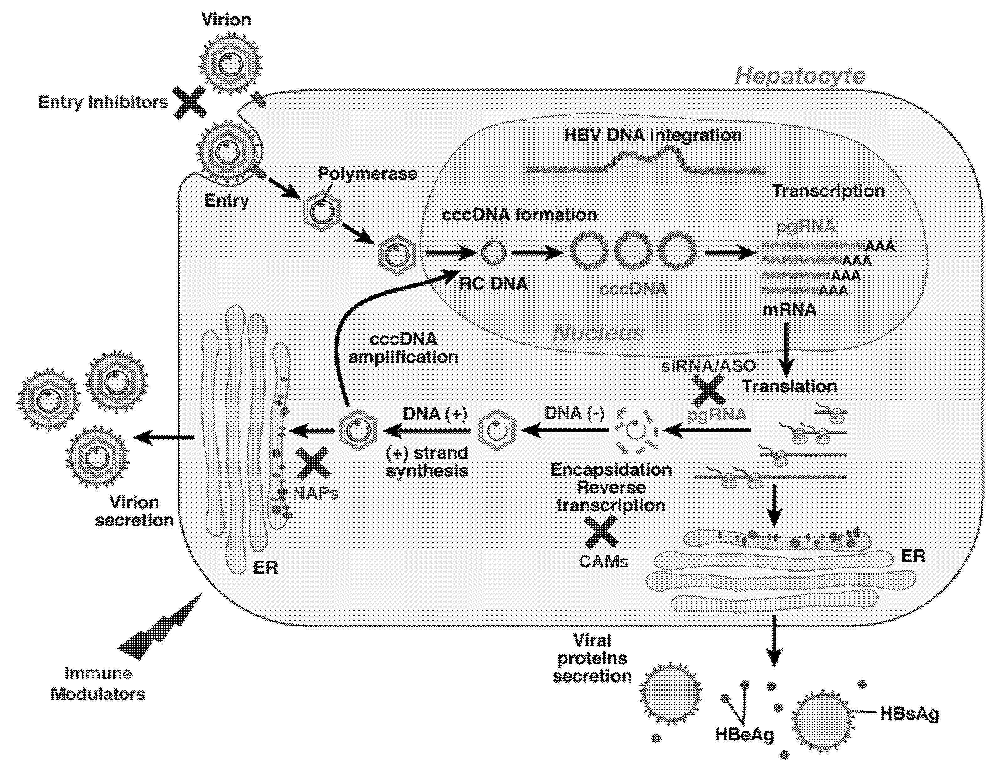 Viruses Free Full Text Towards A Functional Cure For Hepatitis B viruses-free-full-text-towards-a-functional-cure-for-hepatitis-b