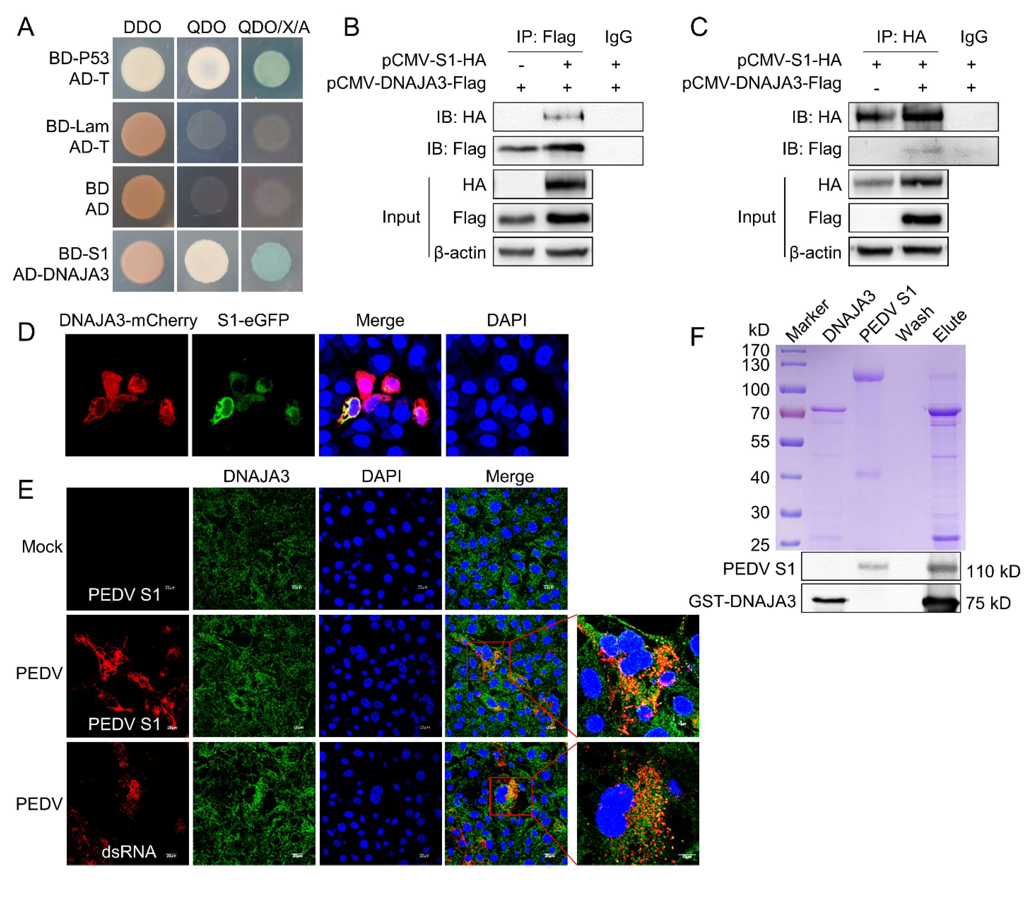 Viruses 14 02413 g001 Viruses 14 02413 g001