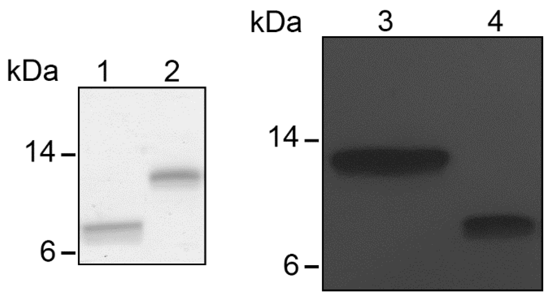 Viruses 14 02415 g001