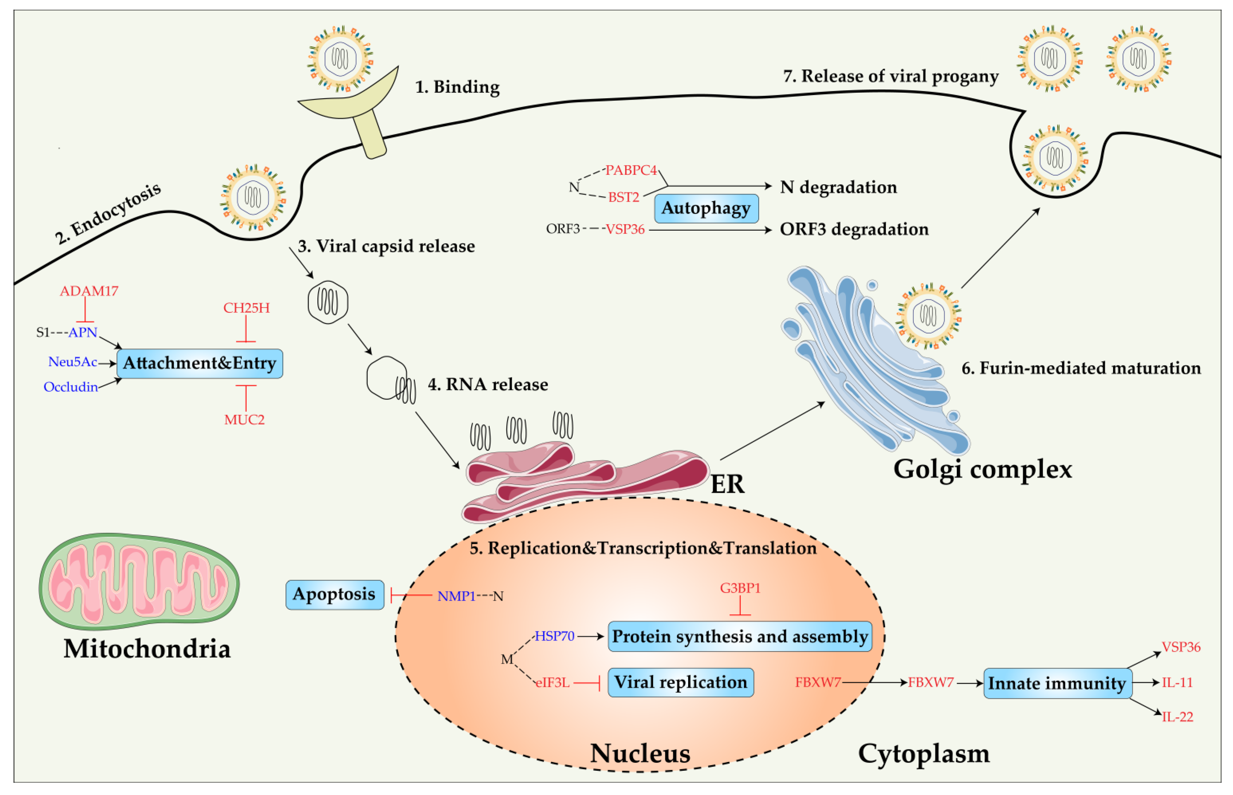 Viruses 14 02434 g004 Viruses 14 02434 g004
