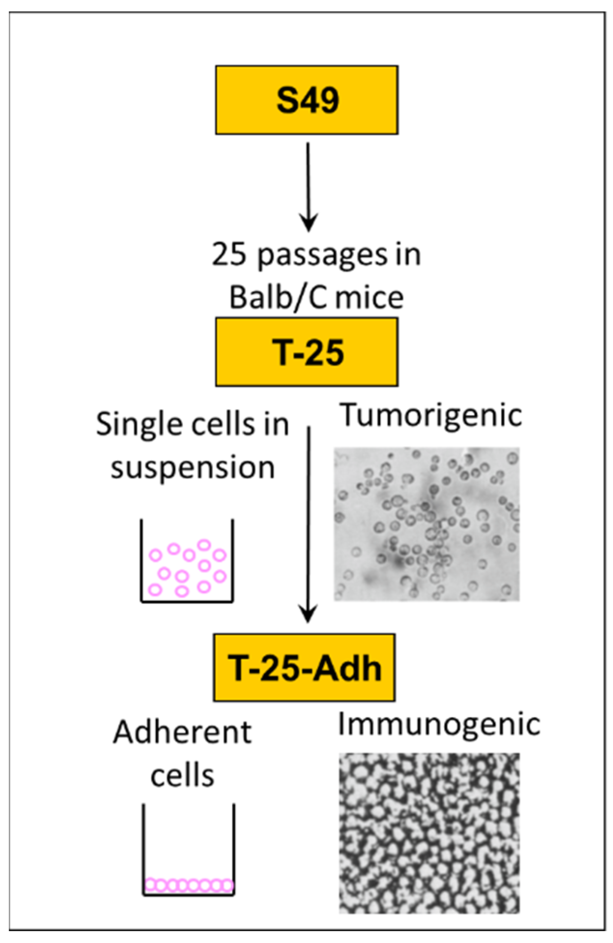 Viruses 14 02435 g001 Viruses 14 02435 g001