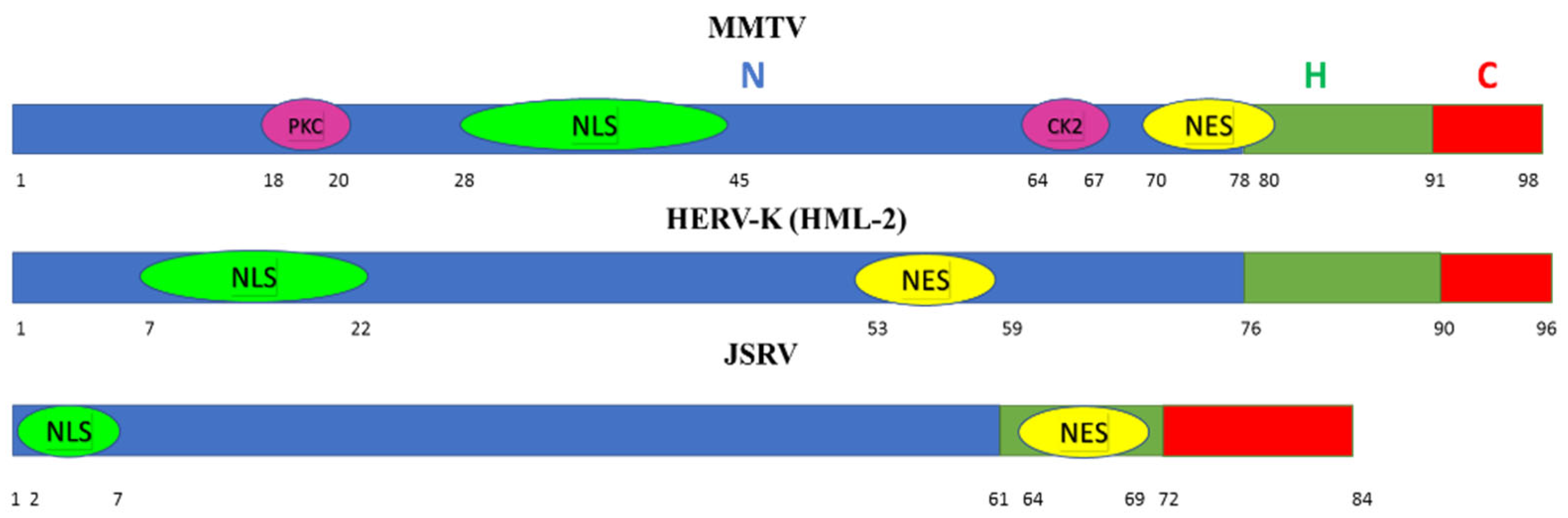 Viruses 14 02435 g004 Viruses 14 02435 g004