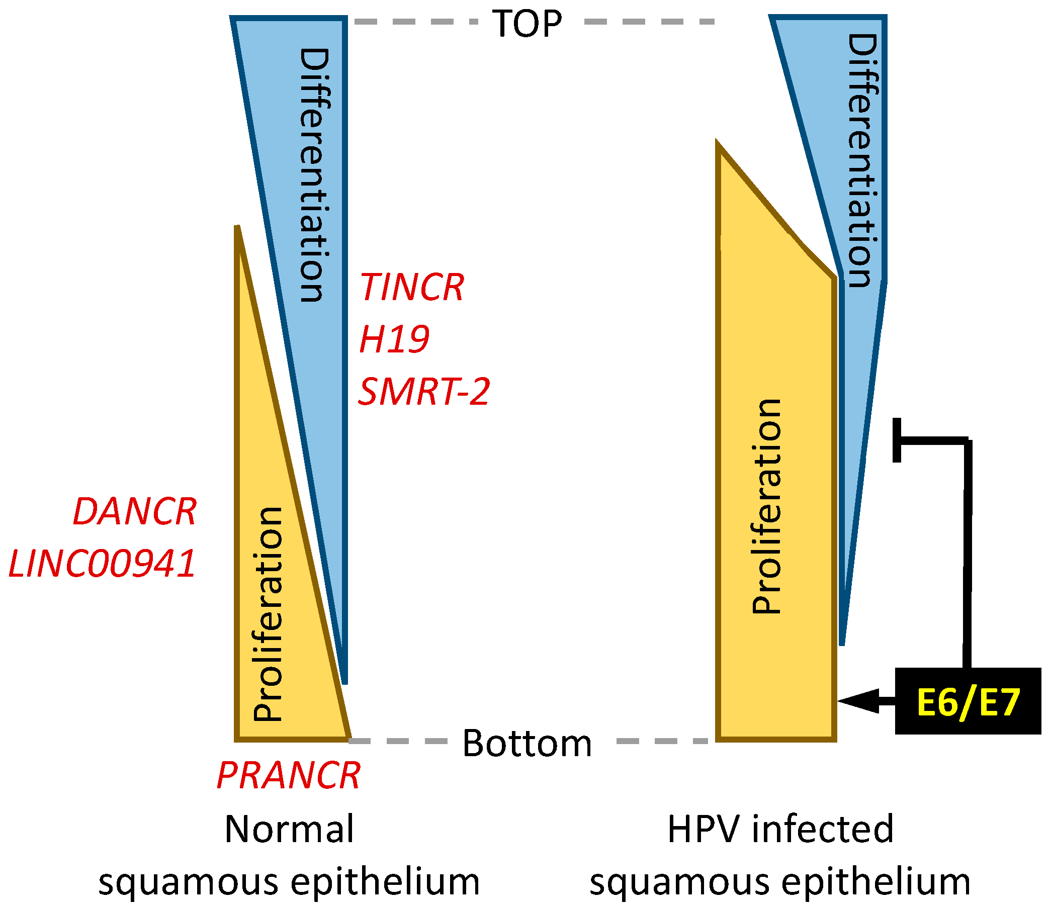Viruses 14 02439 g002