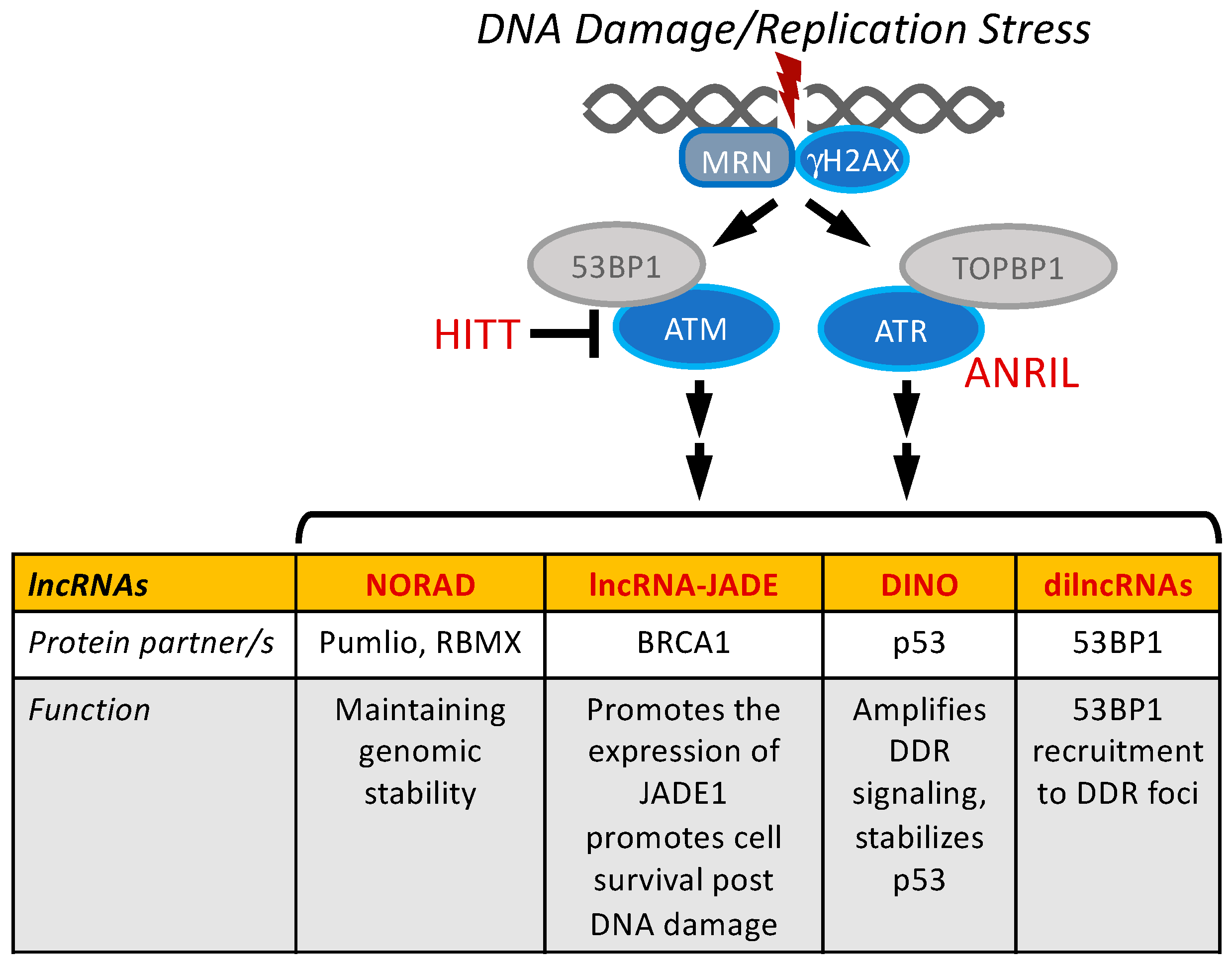 Viruses 14 02439 g003