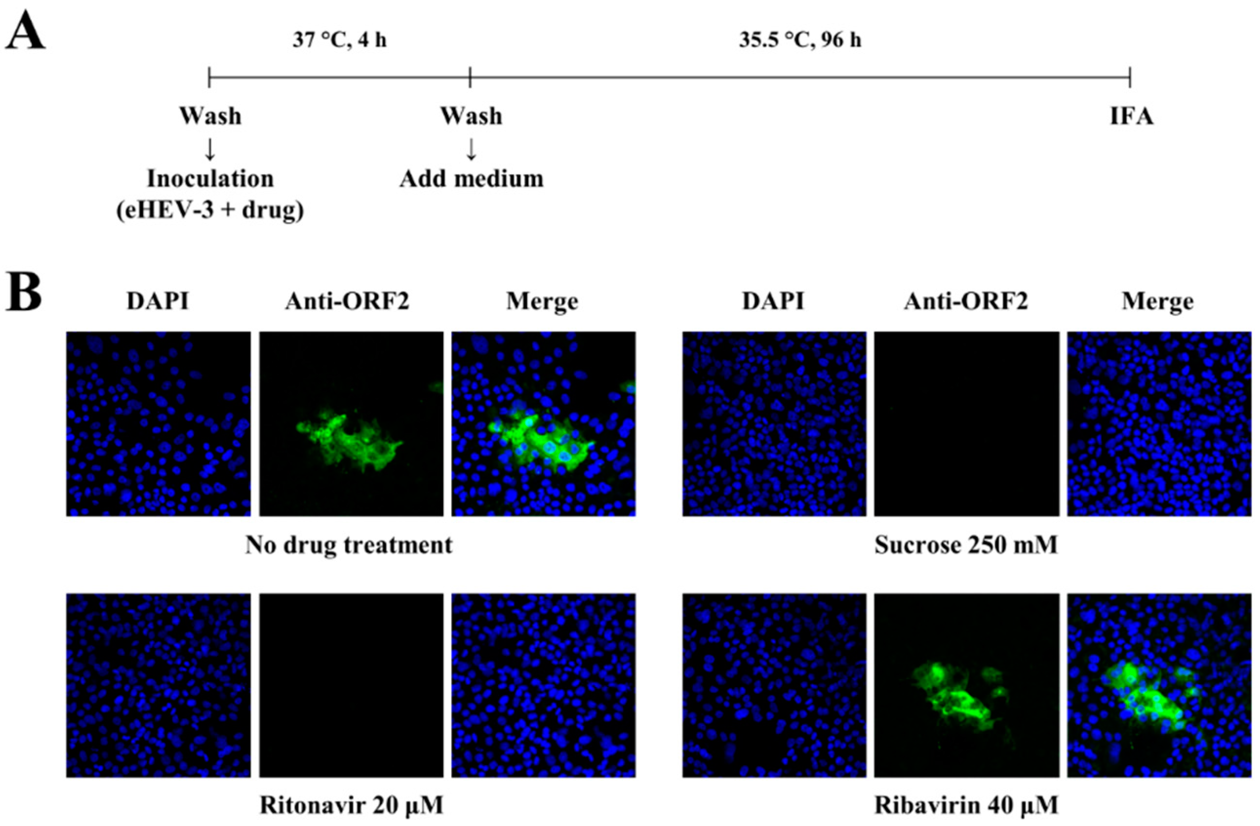 Viruses 14 02440 g002 Viruses 14 02440 g002