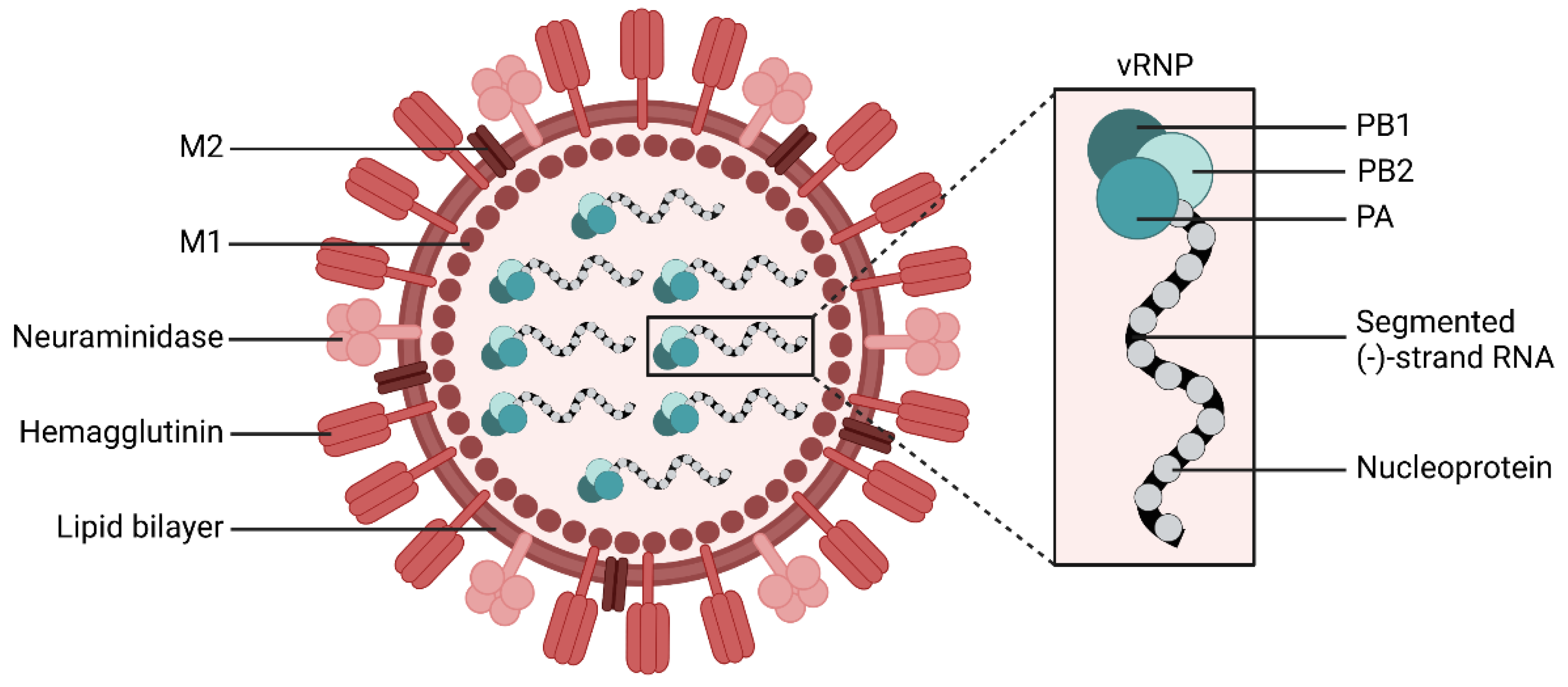 Viruses | Free Full-Text | Antiviral Potential of Natural Resources against Influenza  Virus Infections