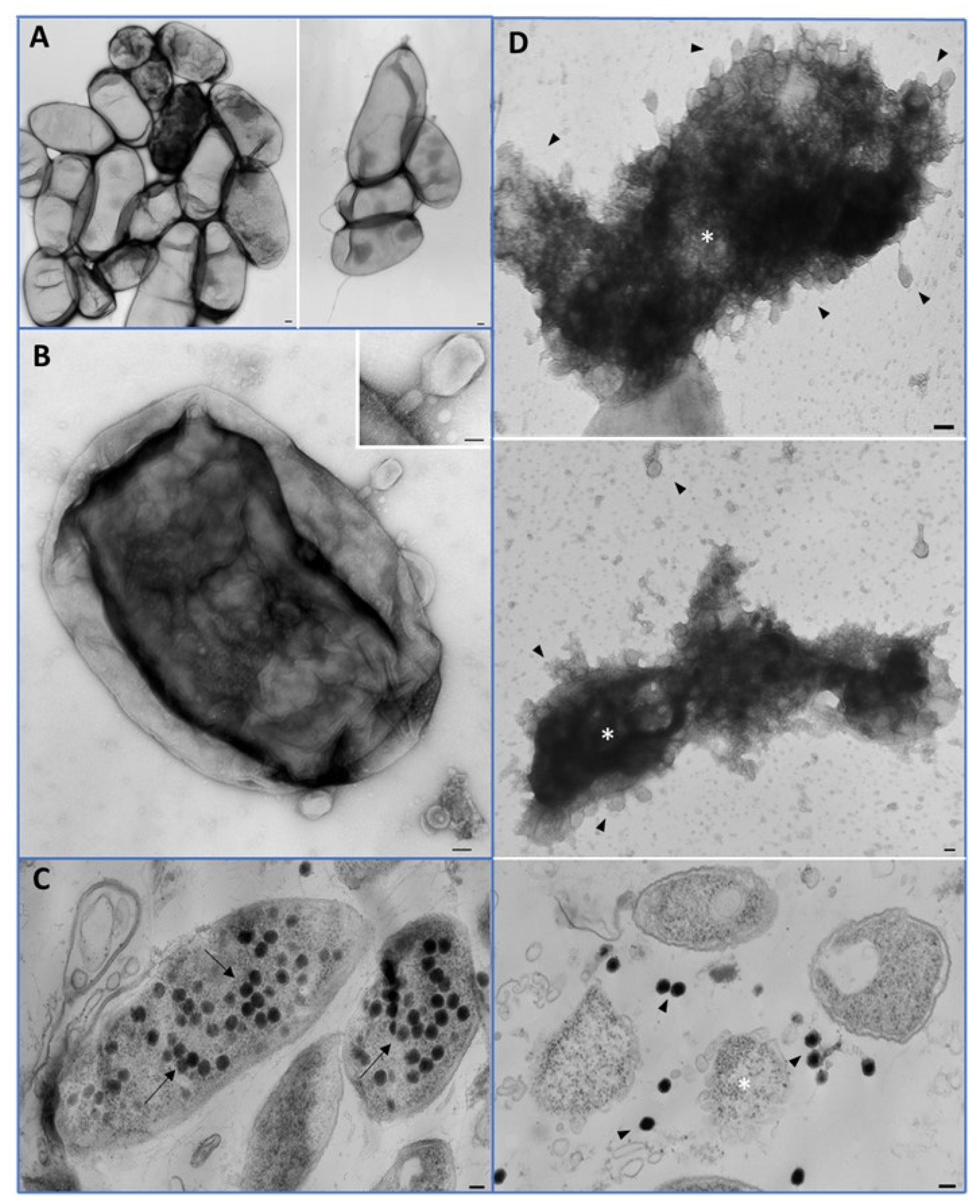 Viruses 14 02455 g004 Viruses 14 02455 g004