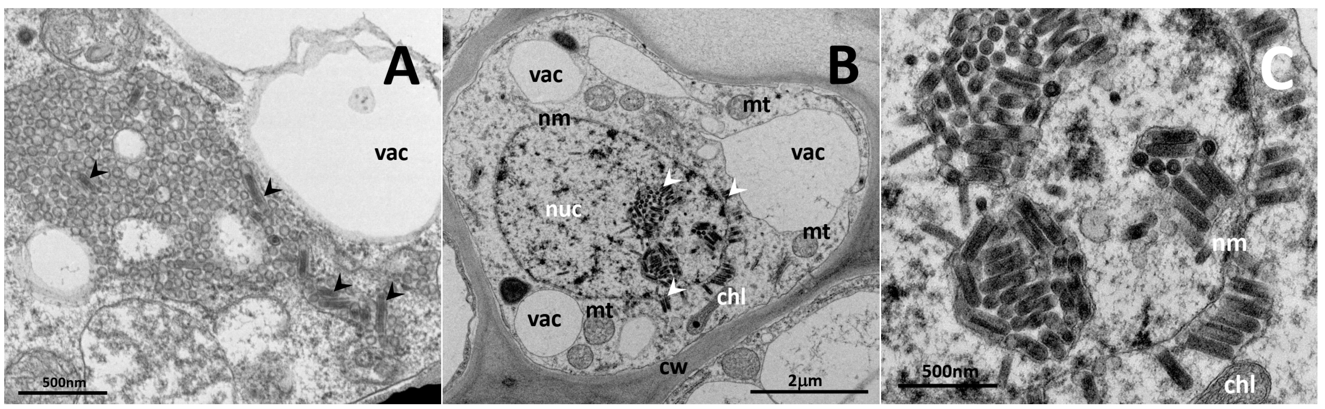 Viruses 14 02456 g001 Viruses 14 02456 g001
