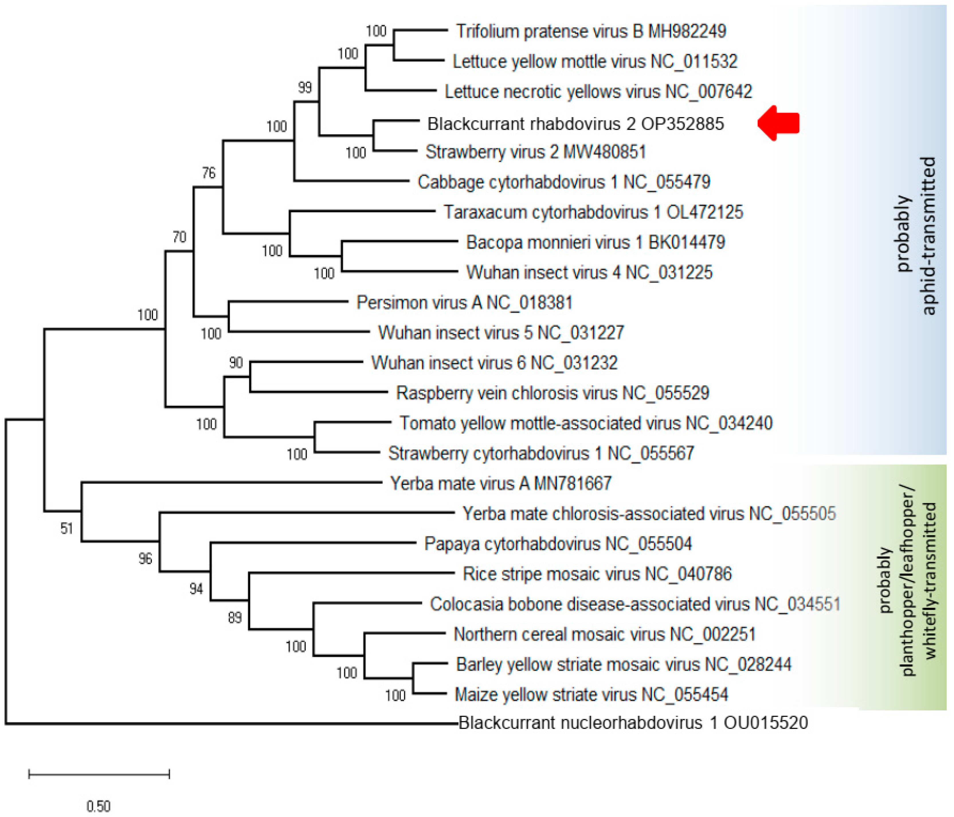 Viruses 14 02456 g005 Viruses 14 02456 g005
