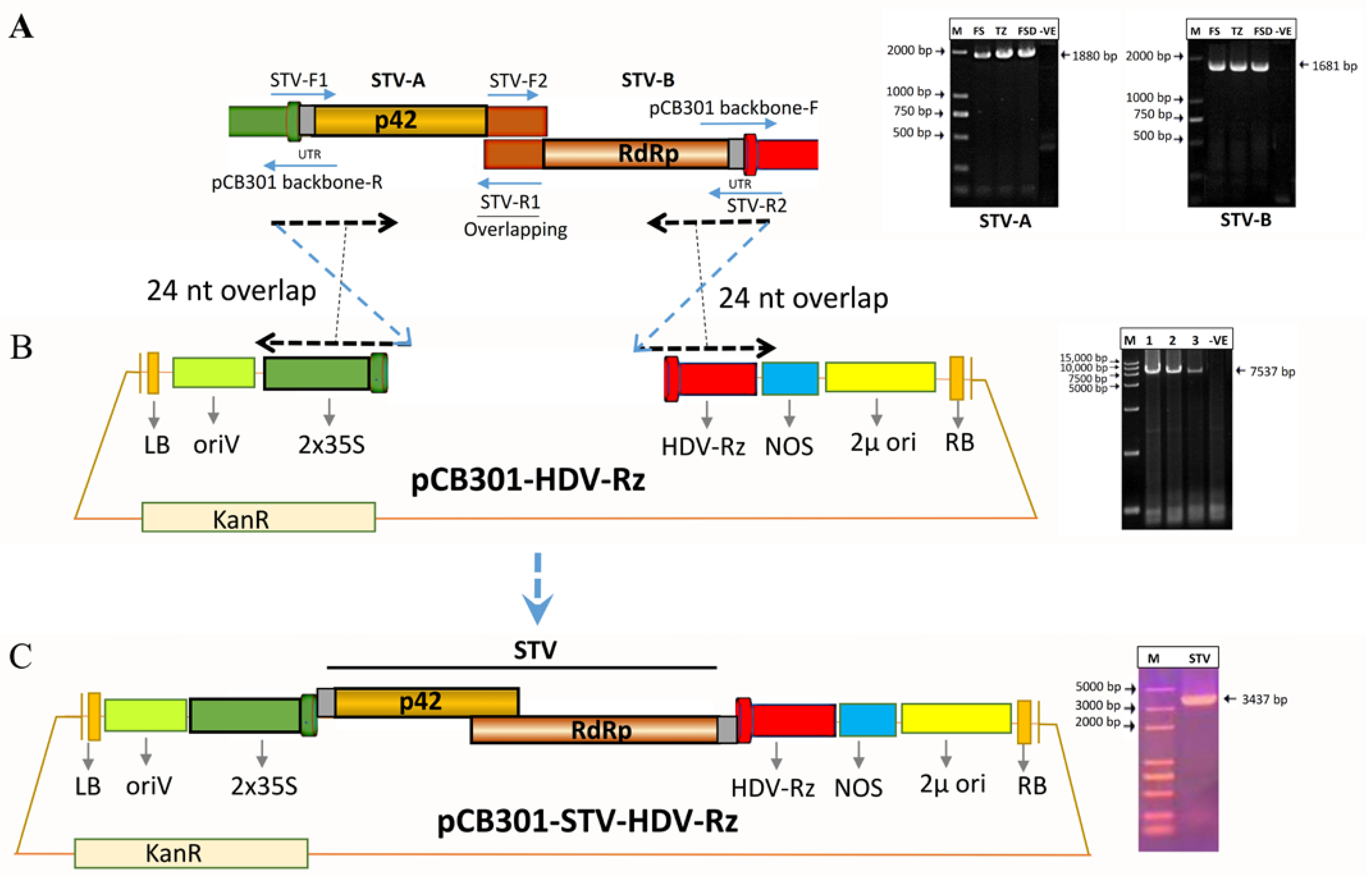 Viruses 14 02481 g003