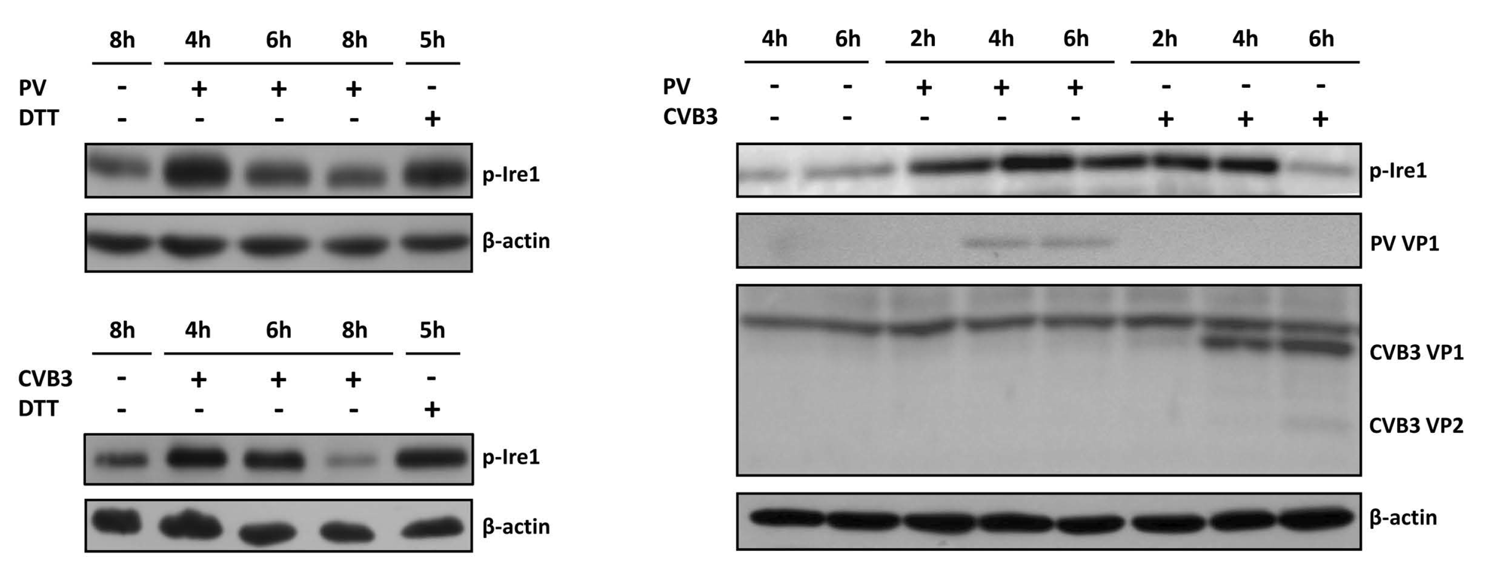 Viruses 14 02486 g001