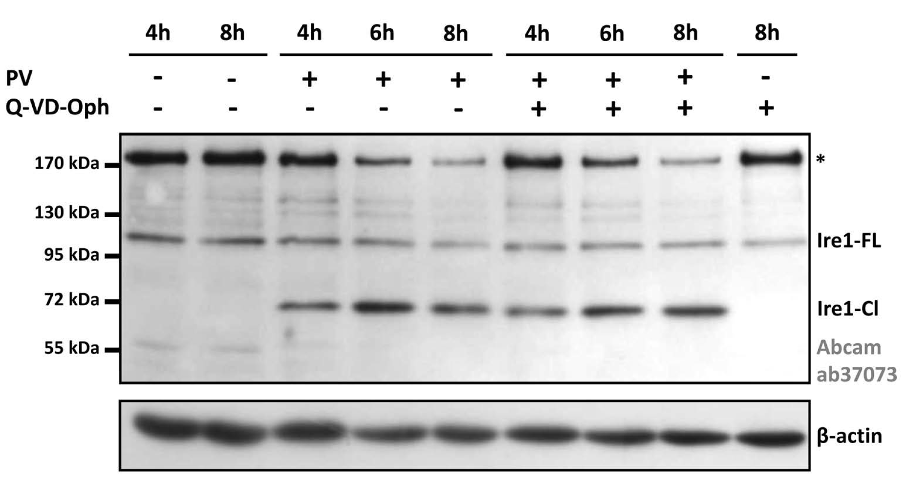Viruses 14 02486 g003