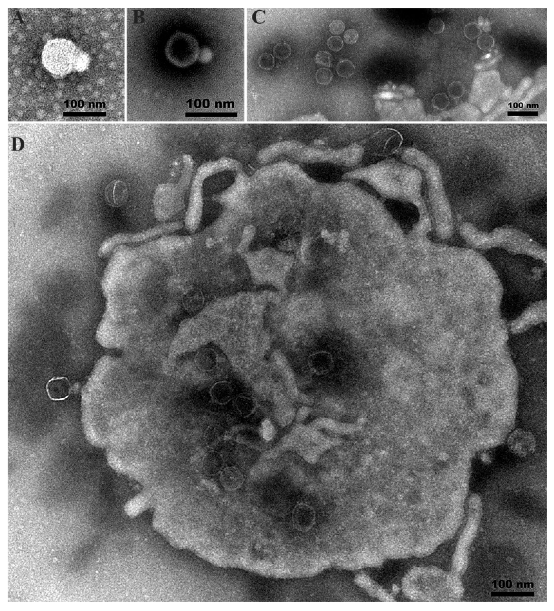 Viruses 14 02498 g002 Viruses 14 02498 g002