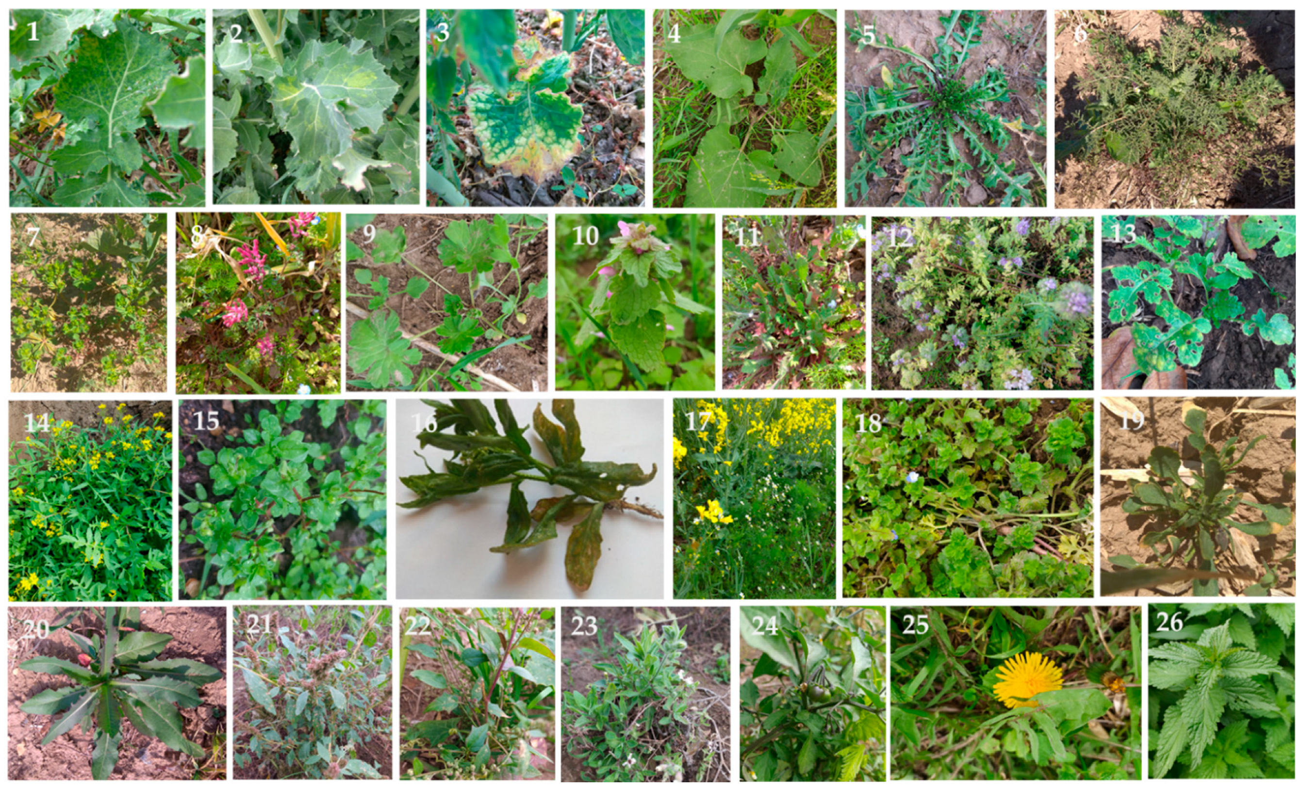 Viruses 14 02511 g002 Viruses 14 02511 g002