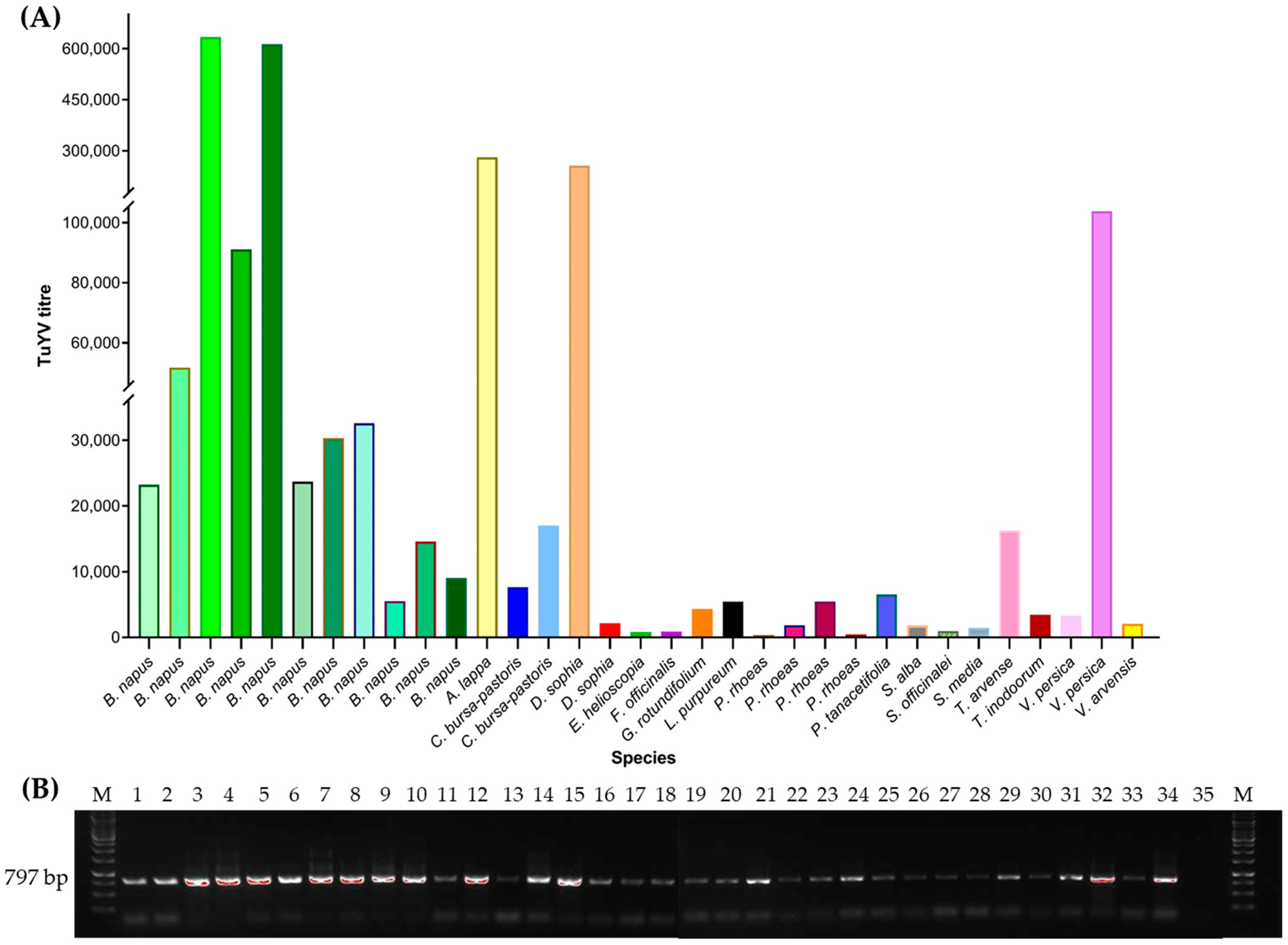 Viruses 14 02511 g004 Viruses 14 02511 g004