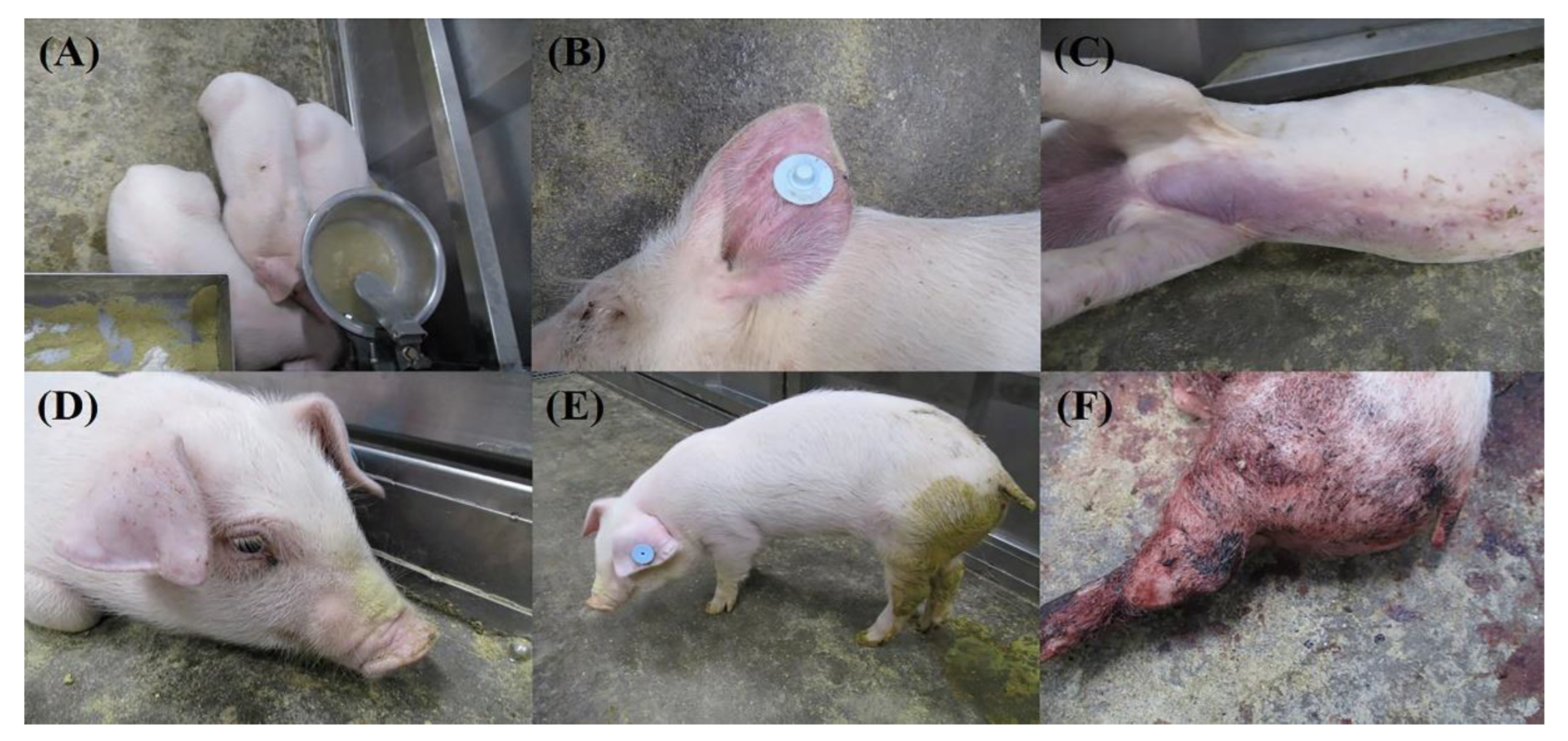 Viruses 14 02512 g002