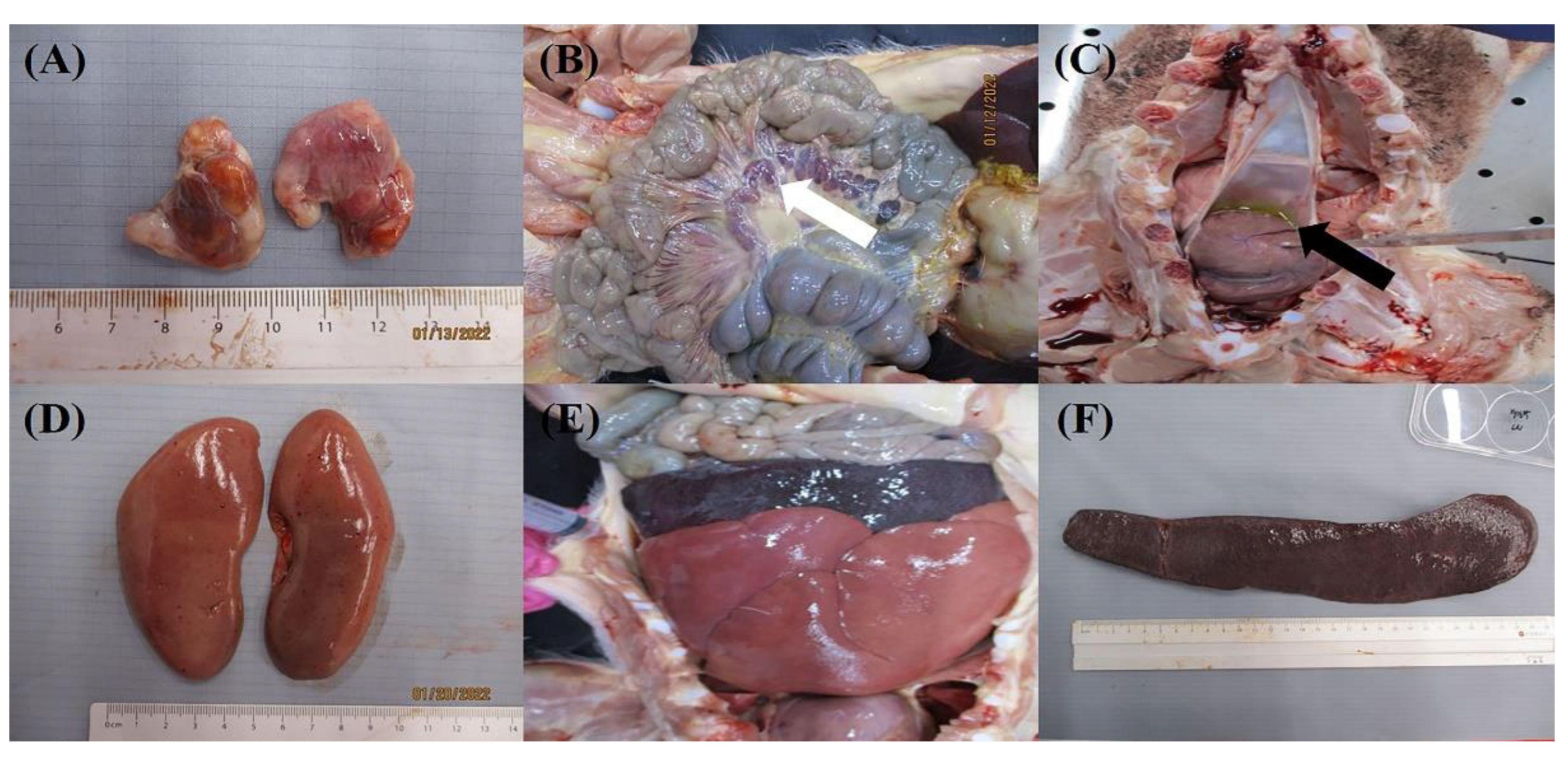 Viruses 14 02512 g004