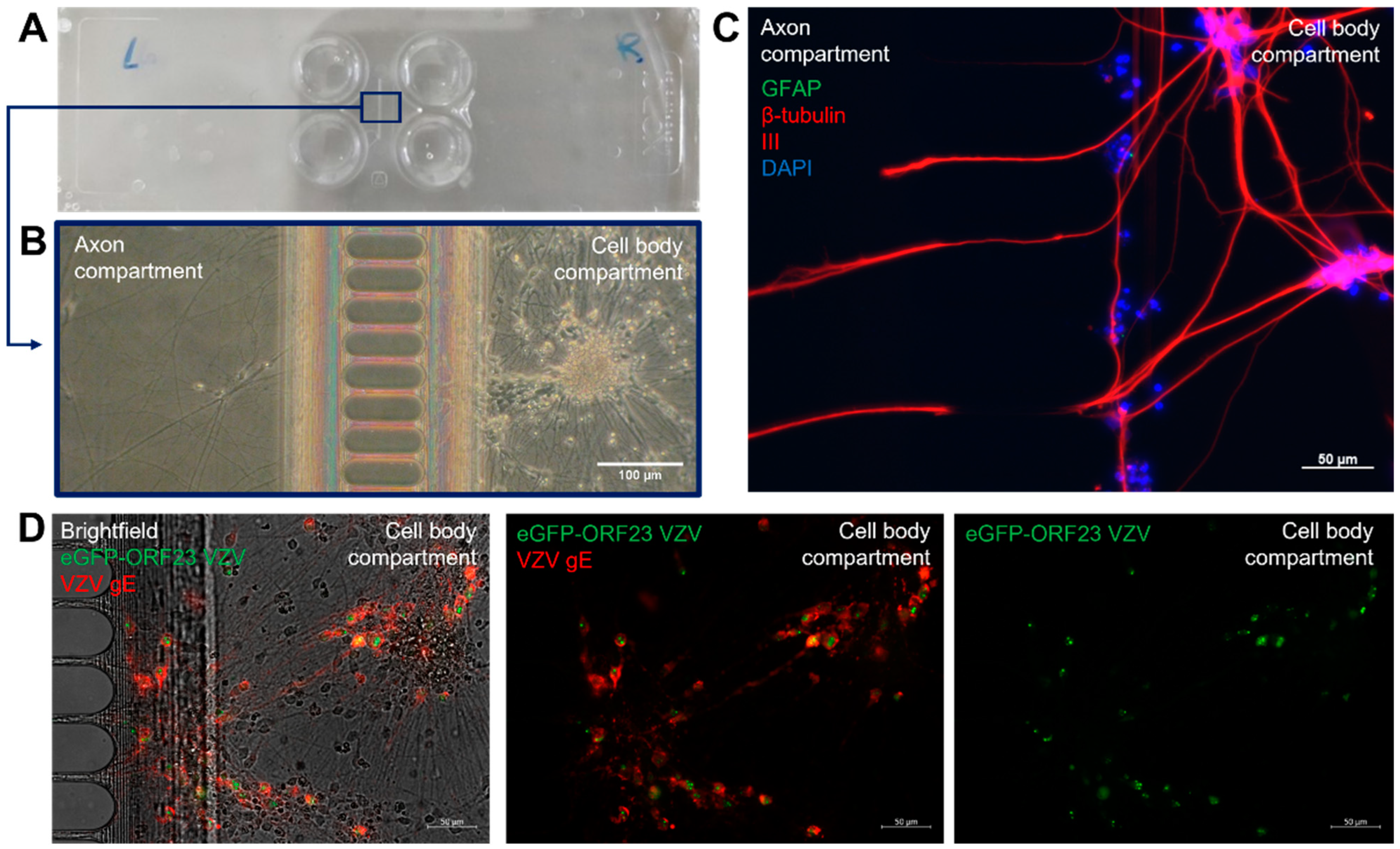 Viruses 14 02517 g002 Viruses 14 02517 g002