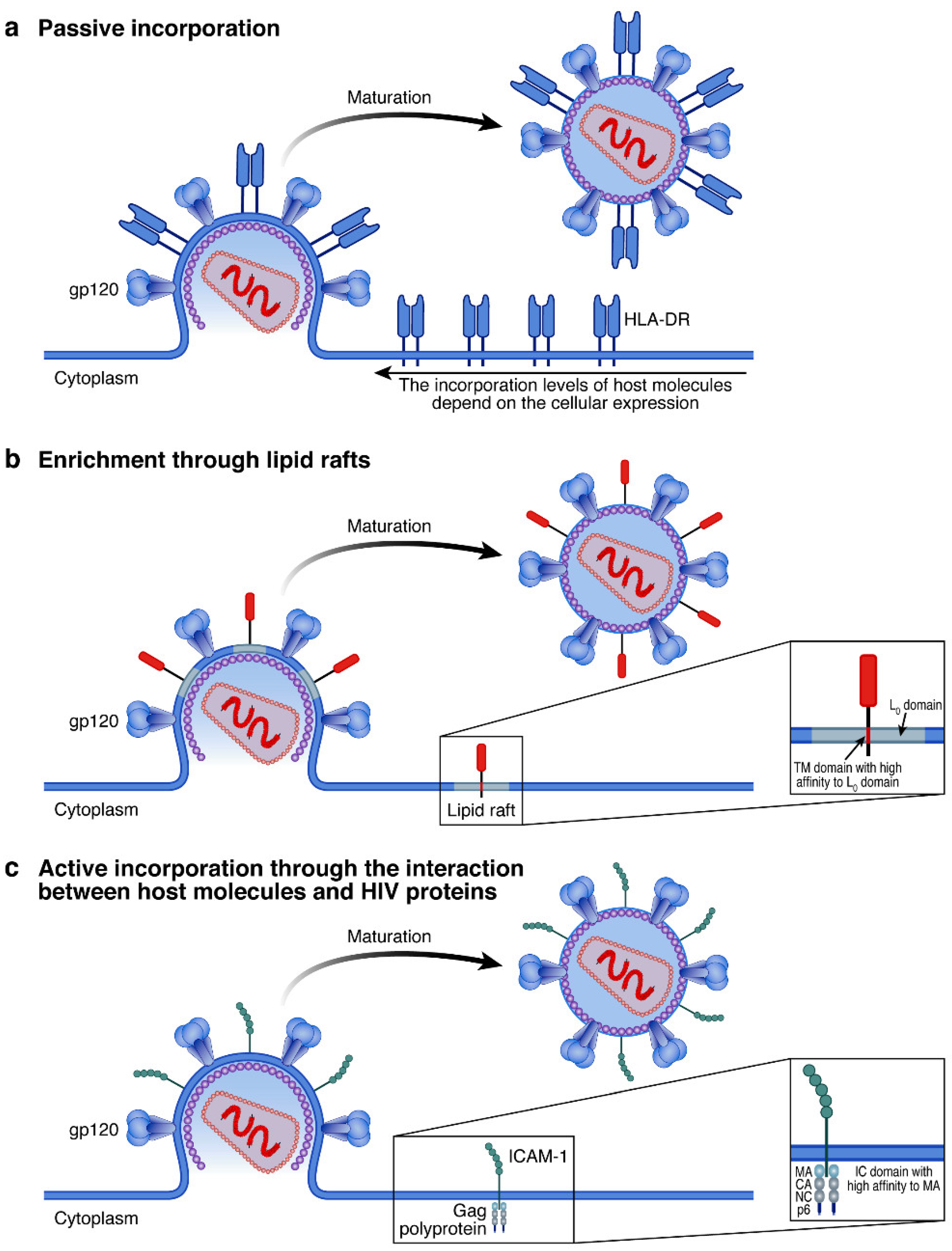Viruses 14 02523 g002