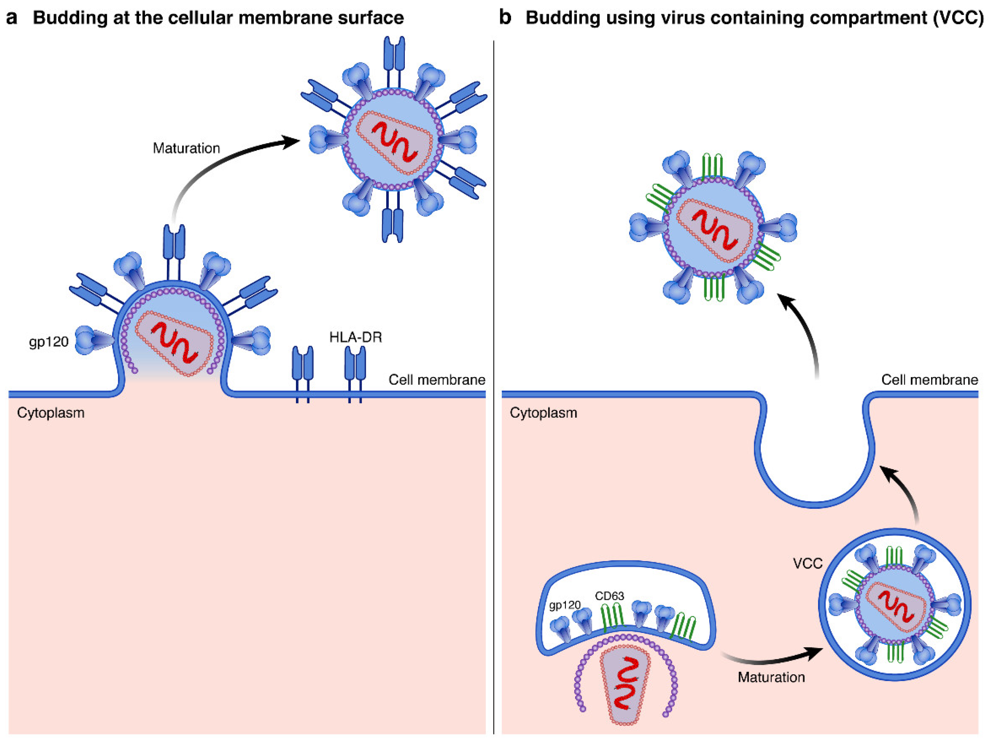 Viruses 14 02523 g003