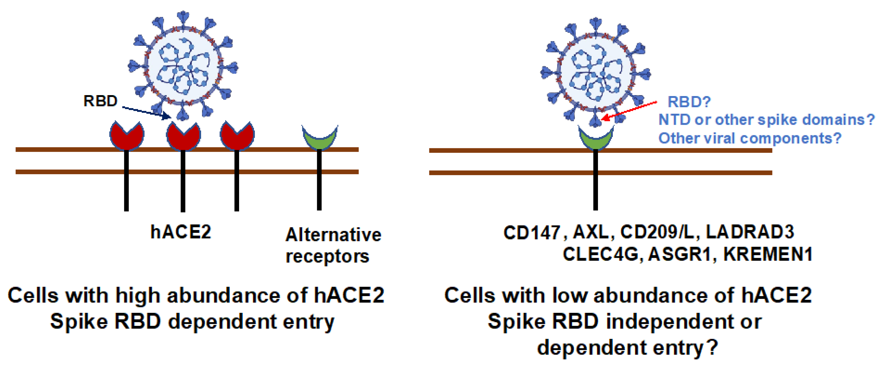 CD209L/L-SIGN and CD209/DC-SIGN Act as Receptors for SARS-CoV-2