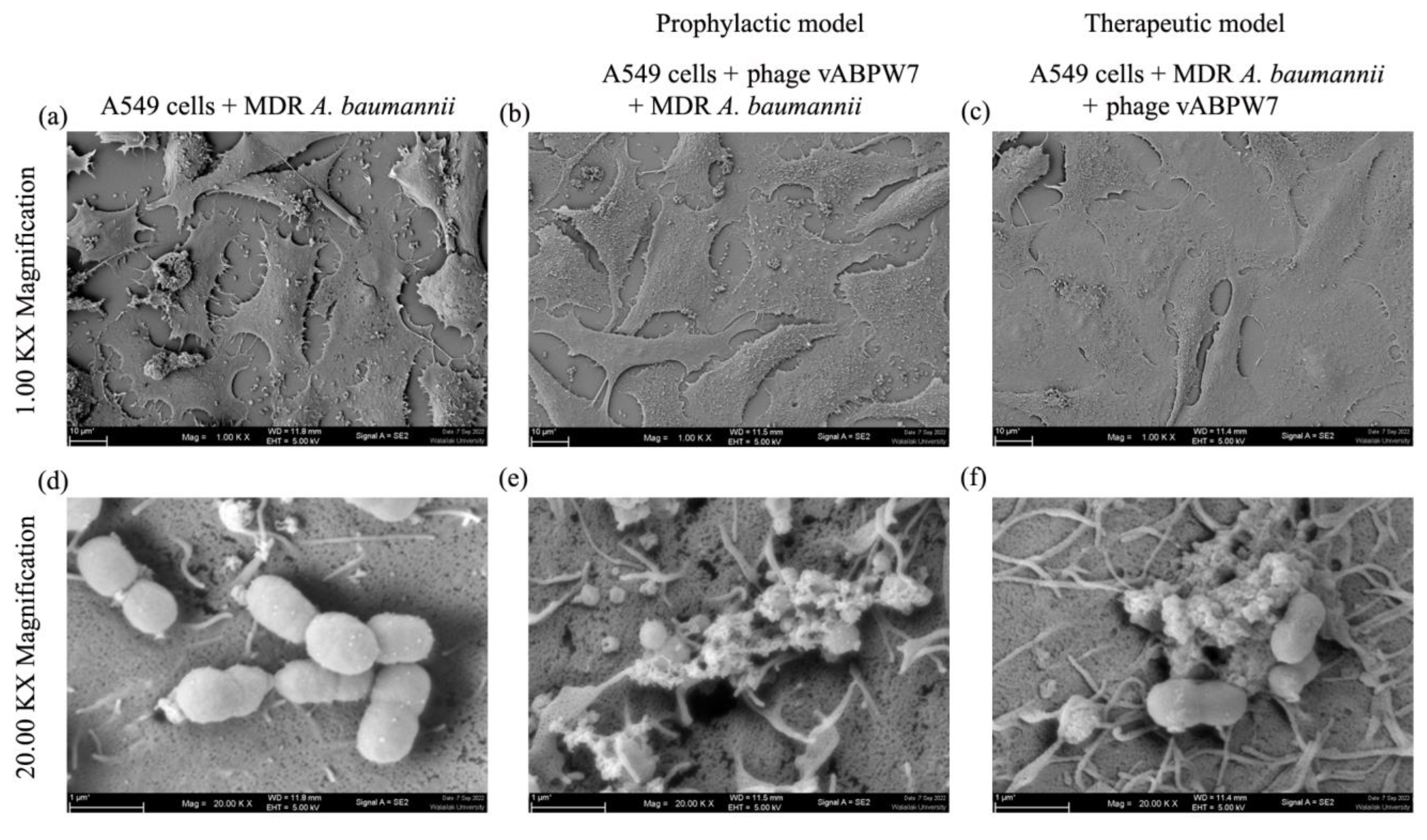 Viruses 14 02561 g009 Viruses 14 02561 g009