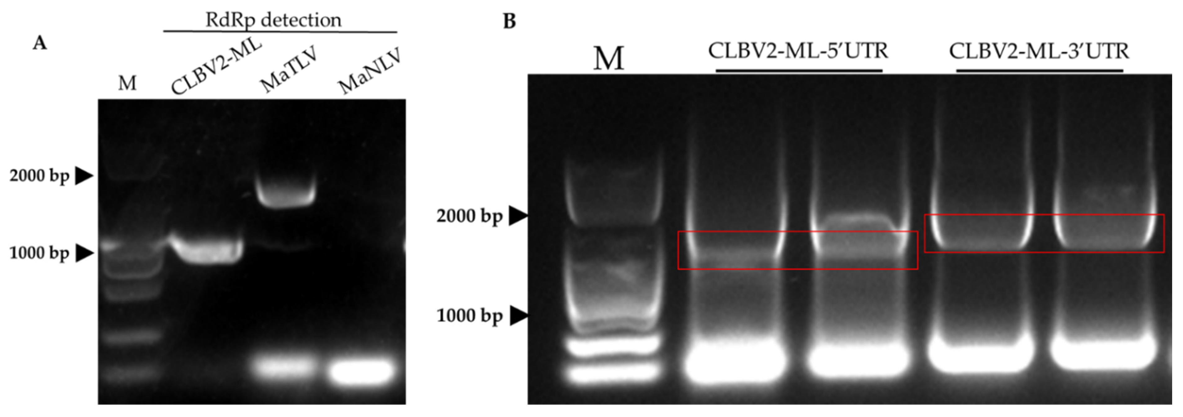 Viruses 14 02564 g006 Viruses 14 02564 g006