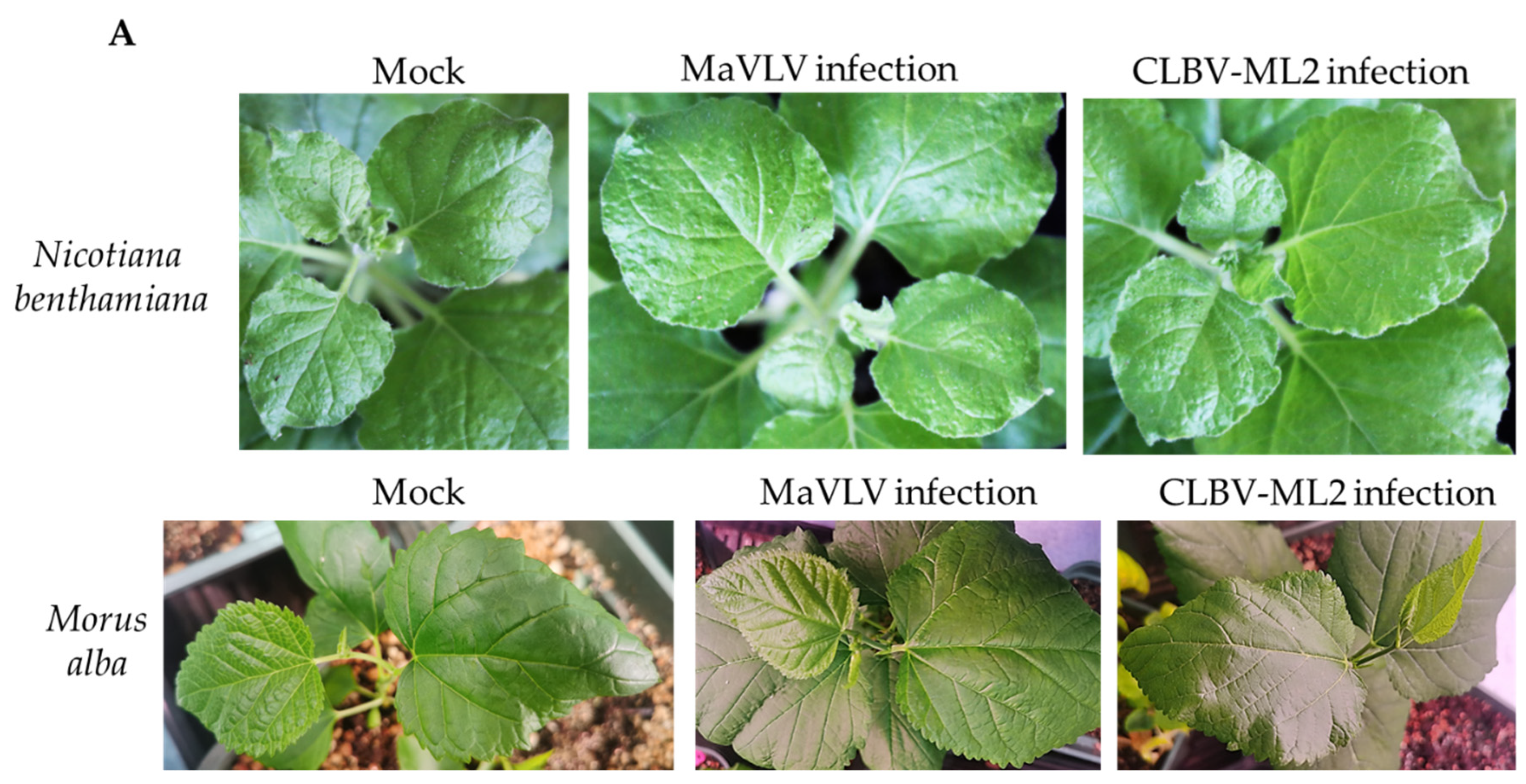 Viruses 14 02564 g007a Viruses 14 02564 g007a