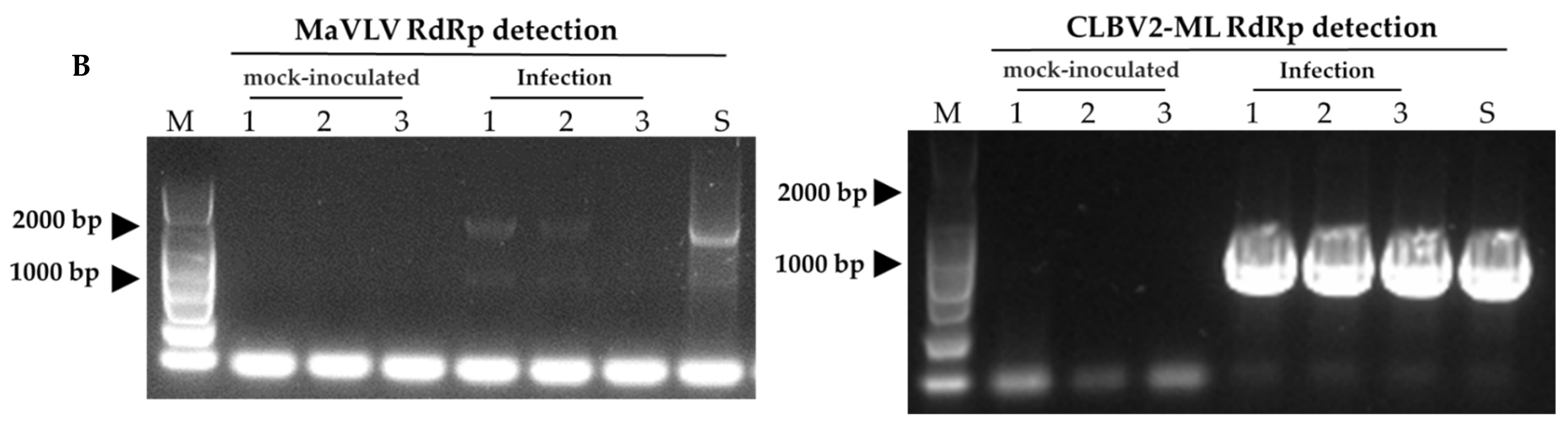 Viruses 14 02564 g007b Viruses 14 02564 g007b