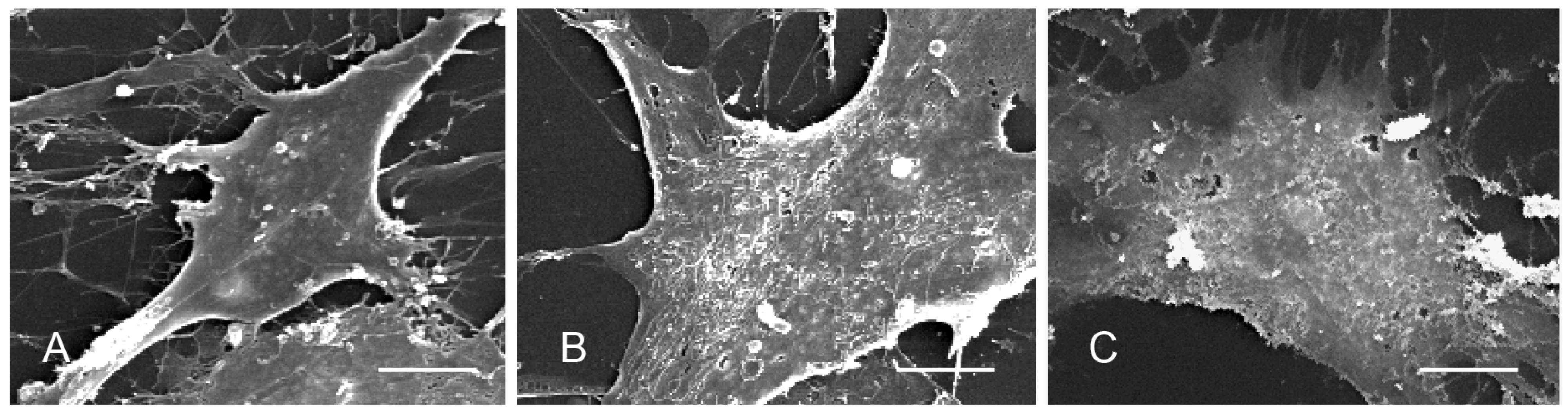 Viruses 14 02569 g002