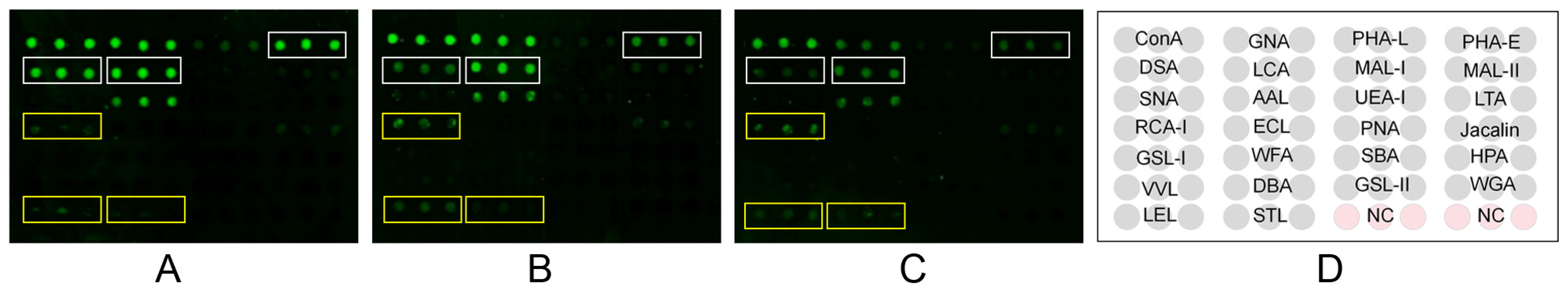 Effects of Highly Pathogenic Porcine Reproductive and Effects of Highly Pathogenic Porcine Reproductive and