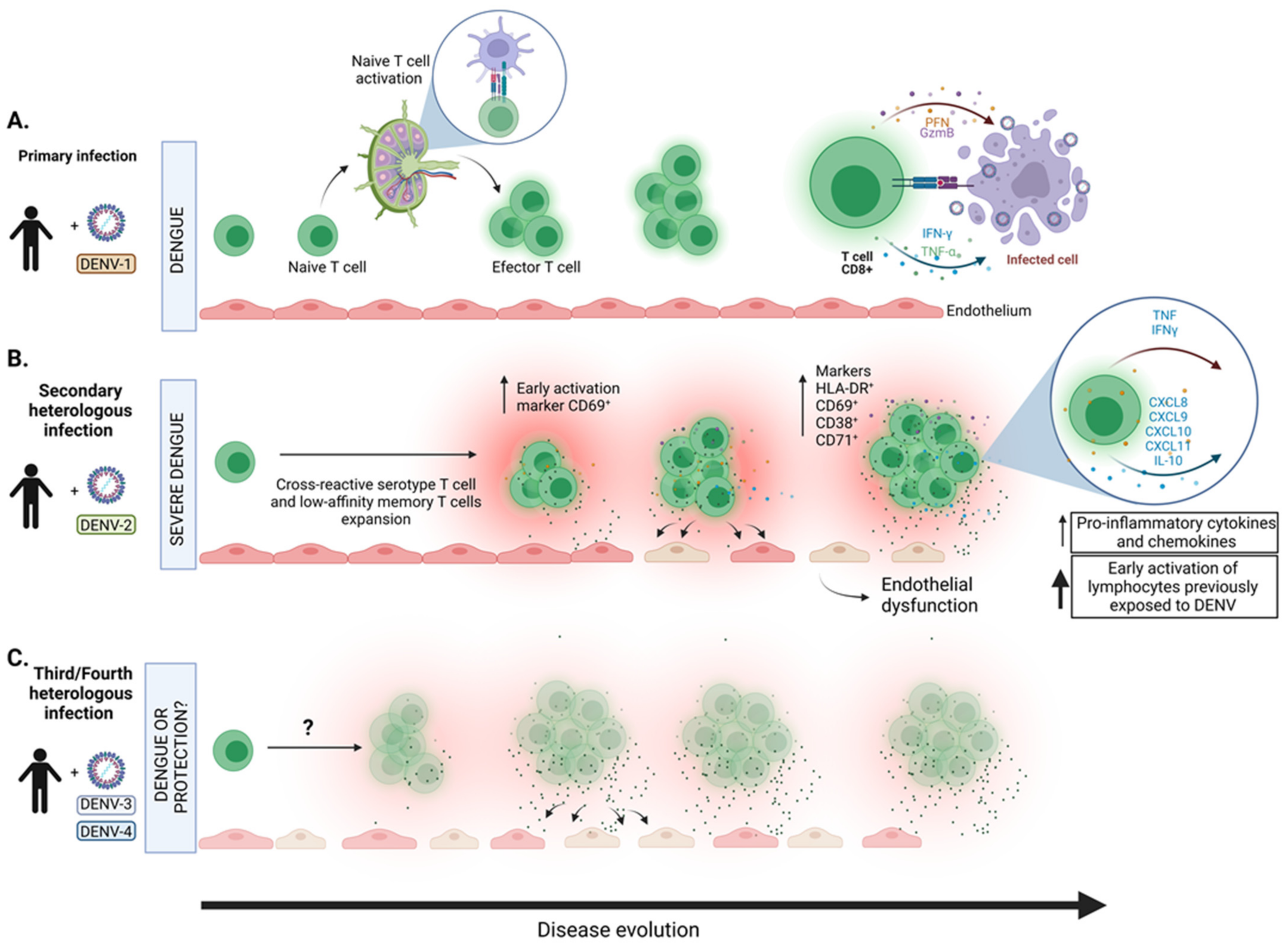 viruses-free-full-text-immune-mediated-pathogenesis-in-dengue-virus
